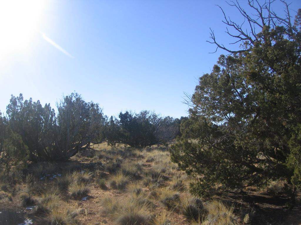 Lot 587 Chevelon Canyon Ranch Heber, AZ 85928 - Photo 5 of 13