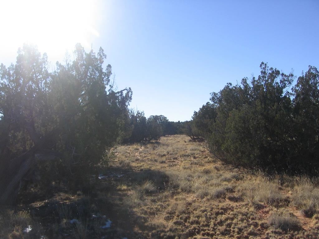 Lot 587 Chevelon Canyon Ranch Heber, AZ 85928 - Photo 6 of 13