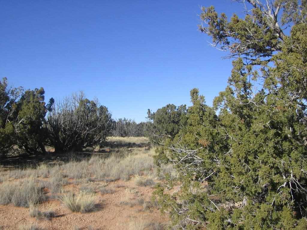 Lot 587 Chevelon Canyon Ranch Heber, AZ 85928 - Photo 8 of 13