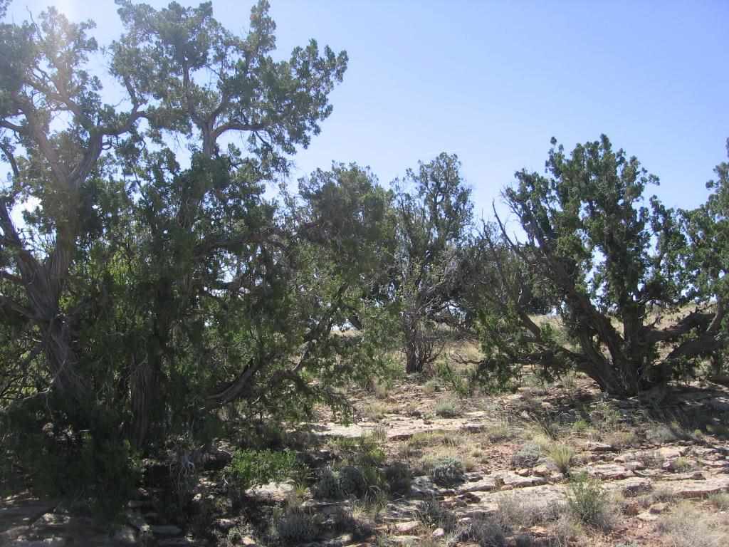 Lot 587 Chevelon Canyon Ranch Heber, AZ 85928 - Photo 9 of 13
