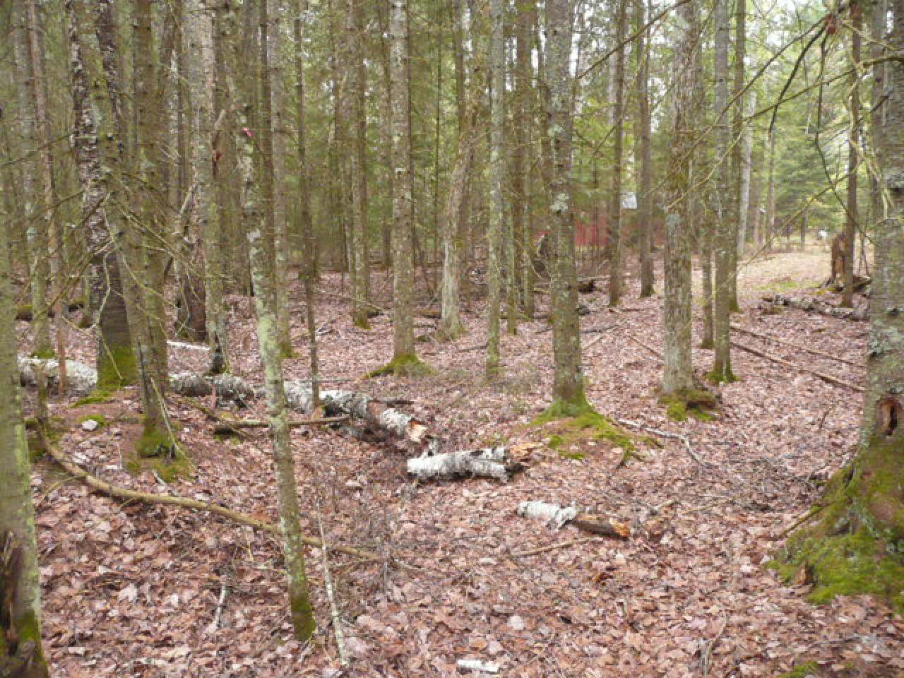 On Herdner Road Eagle River, WI 54521 - Photo 11 of 20 Gallery Image 11