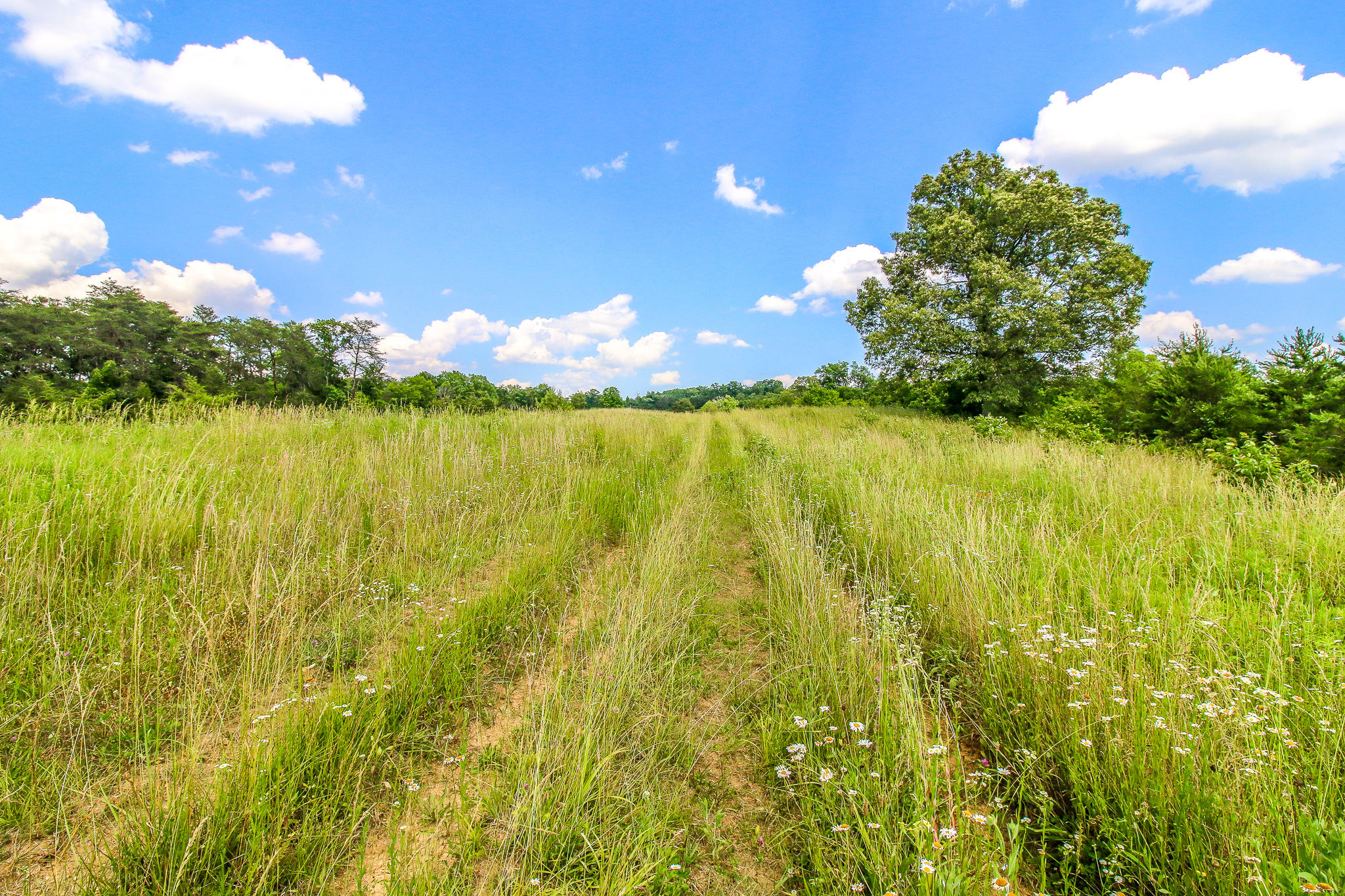 3835 Hickman Road Kodak, TN 37764 - Photo 13 of 13 IMG_4189