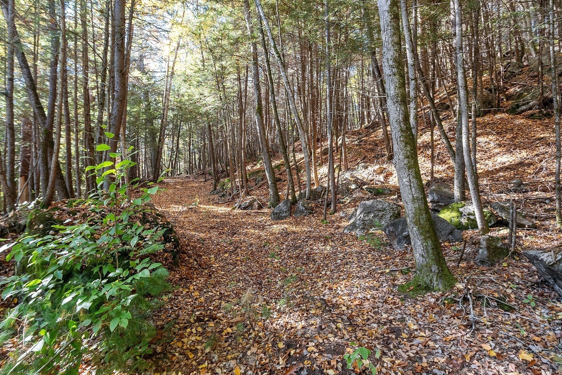 0 Orange Road Warwick, MA 01378 - Photo 1 of 5 Gallery Image 1