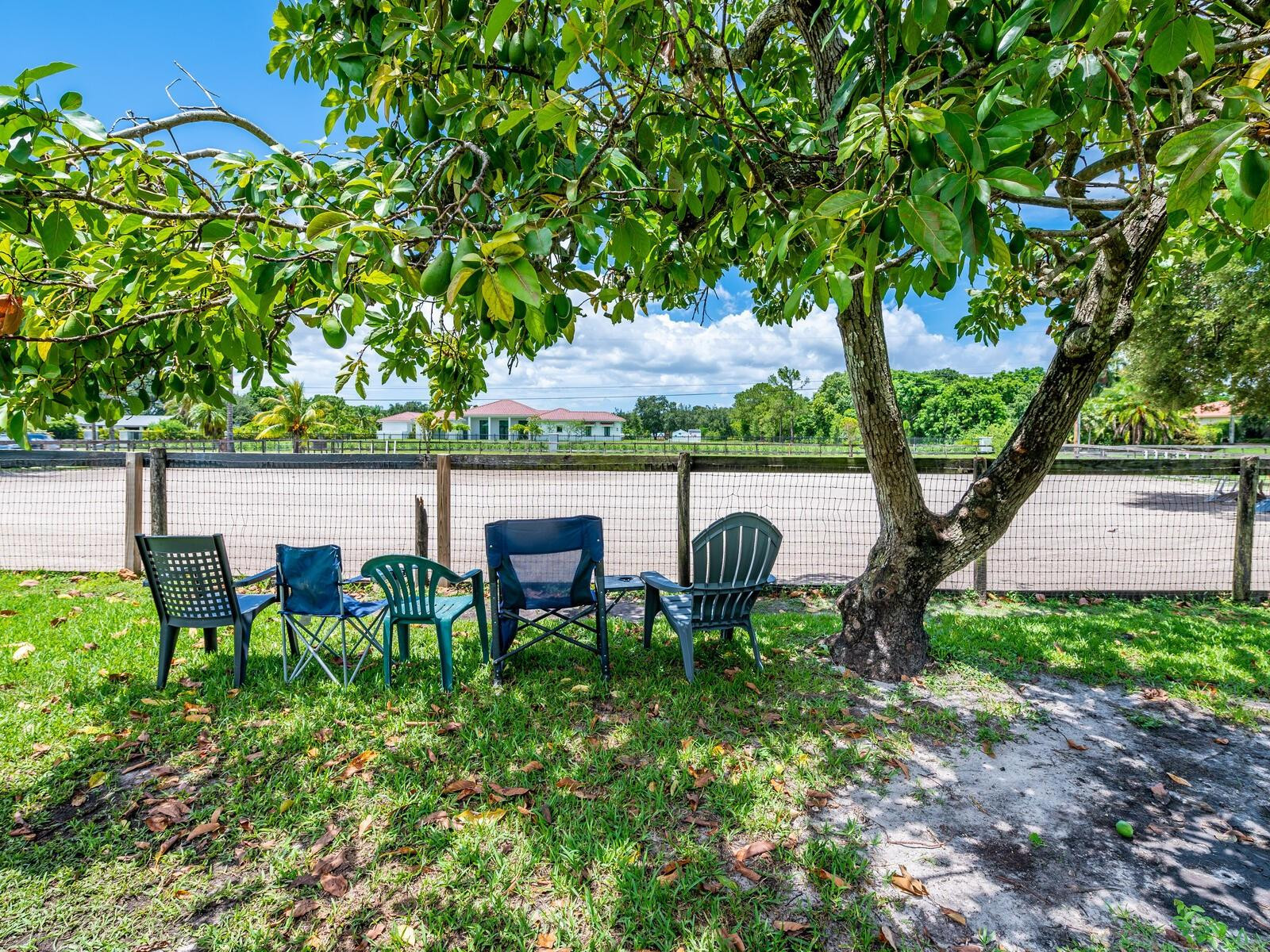 17640 Southwest 52nd Court Southwest Ranches, FL 33331 - Photo 37 of 90 ARENA VIEW WITH AVACADO TREE