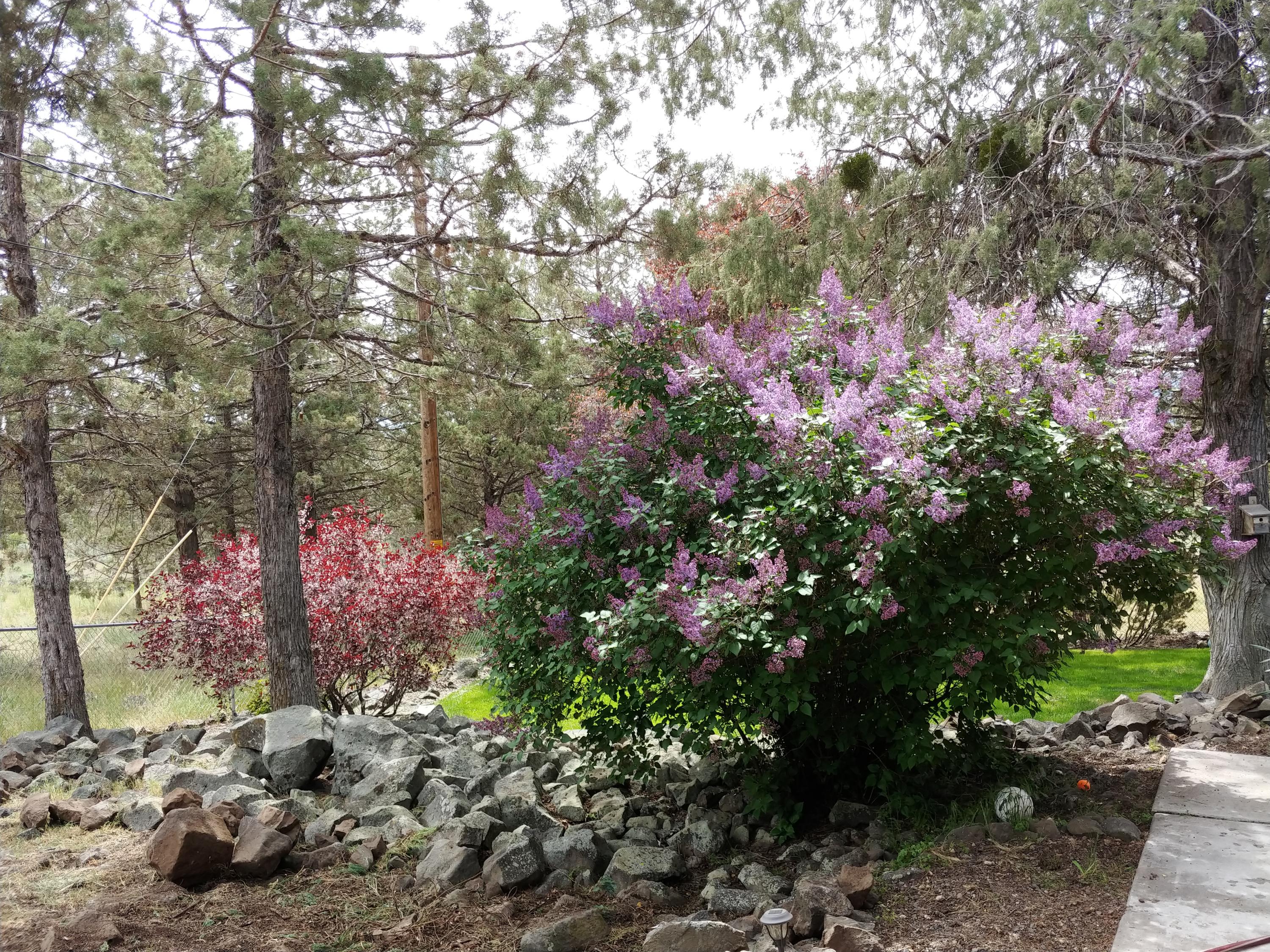 333 Sunset Beach Road Klamath Falls, OR 97601 - Photo 22 of 27 333 Sunset Beach More Garden