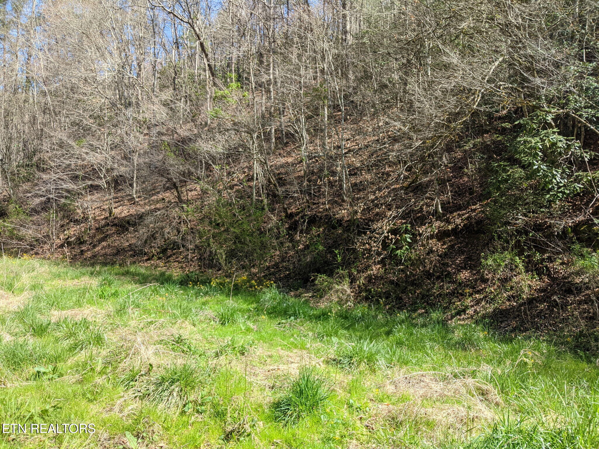 760 Black Branch Road Del Rio, TN 37727 - Photo 6 of 16 760 Black Branch Rd