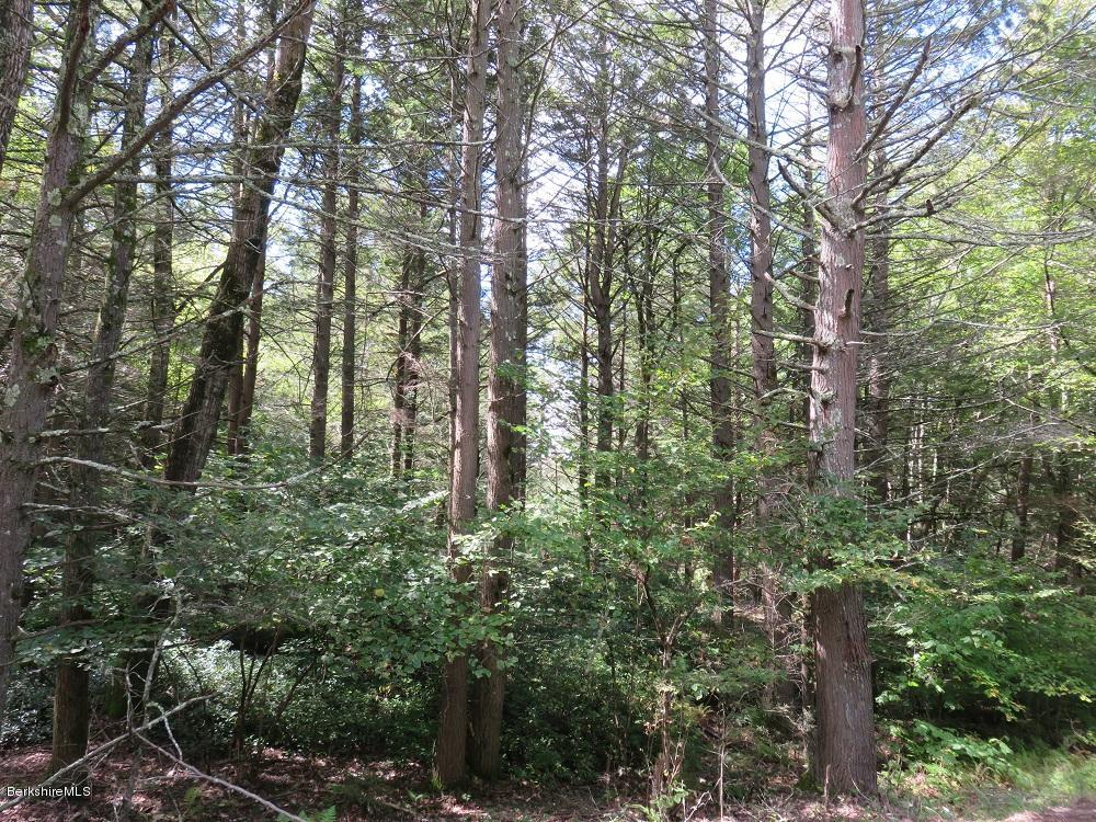 Colebrook River Road Tolland, MA 01034 - Photo 5 of 7 a view of forest