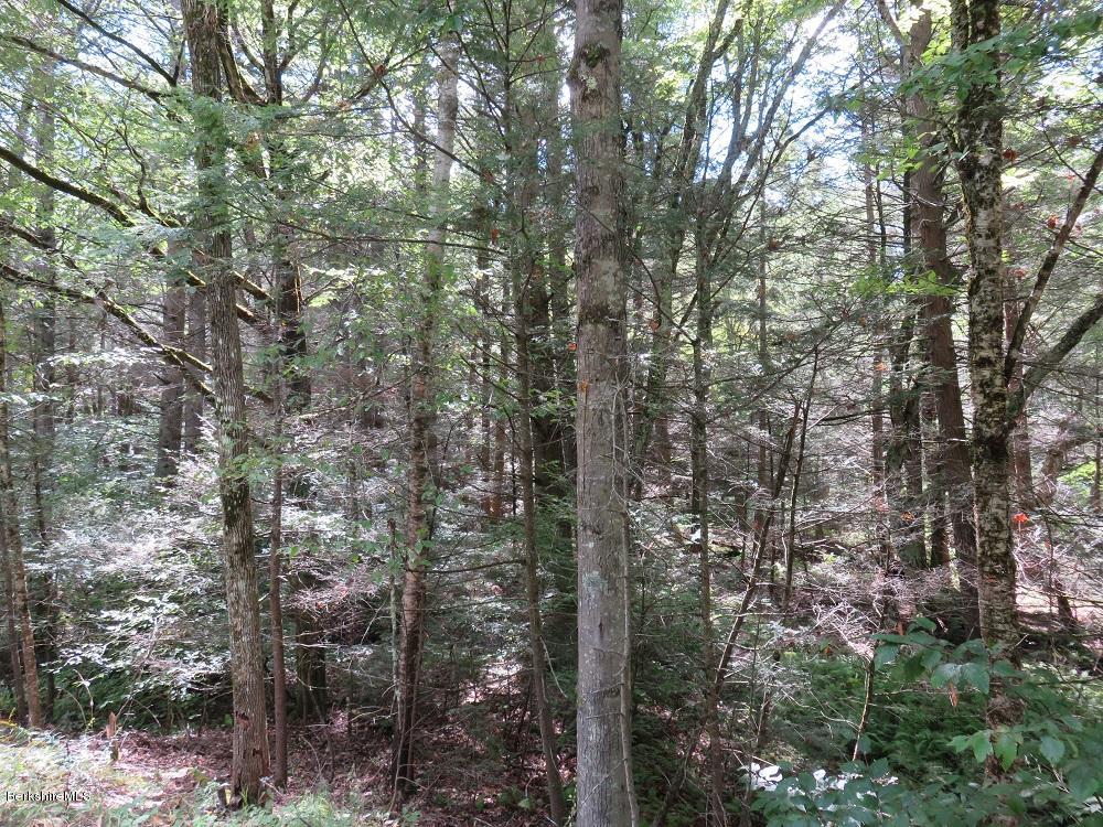 Colebrook River Road Tolland, MA 01034 - Photo 6 of 7 a view of a forest with trees