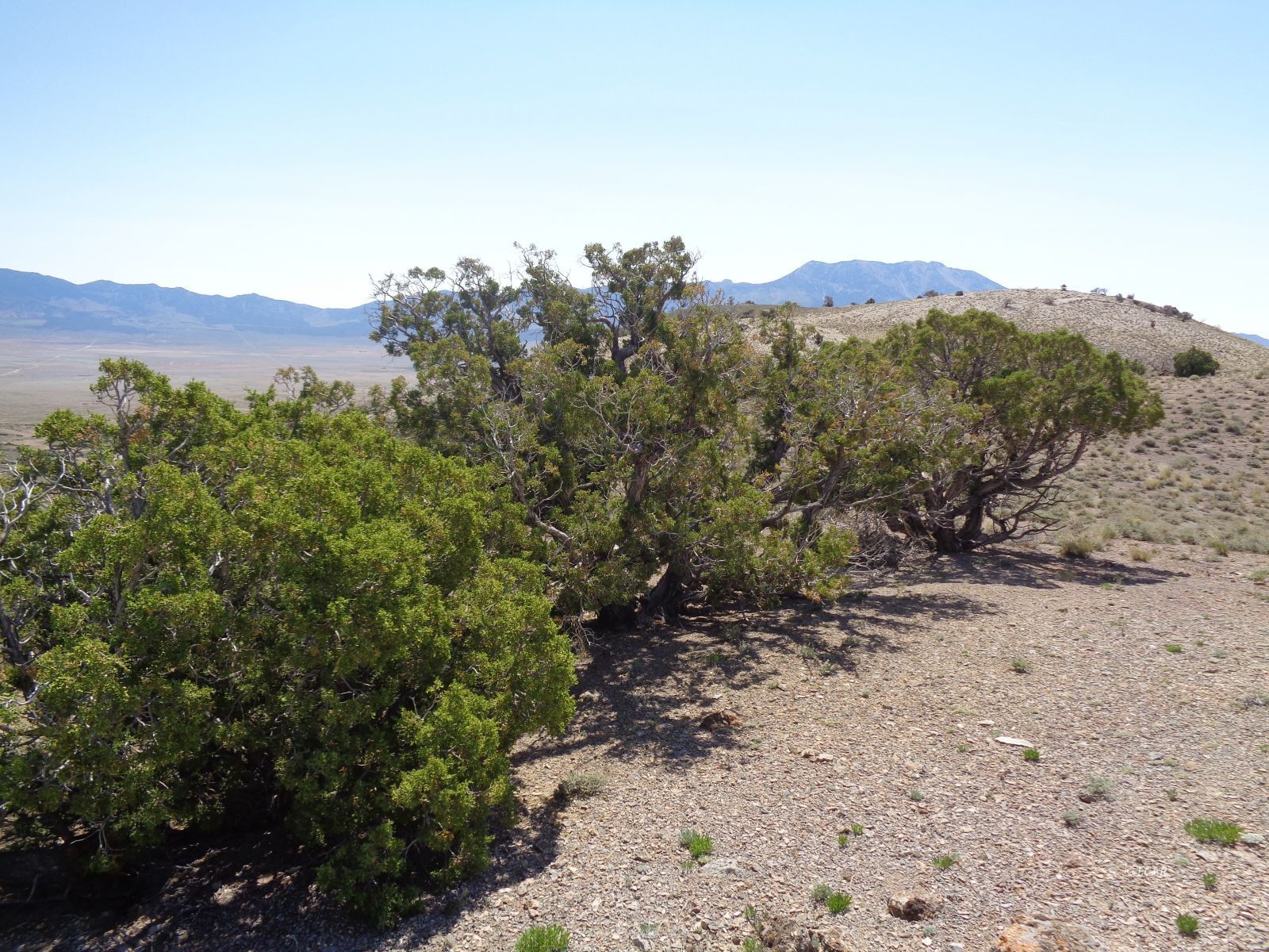 S35 10-35p-044 T38n R68e Montello, NV 89830 - Photo 12 of 20