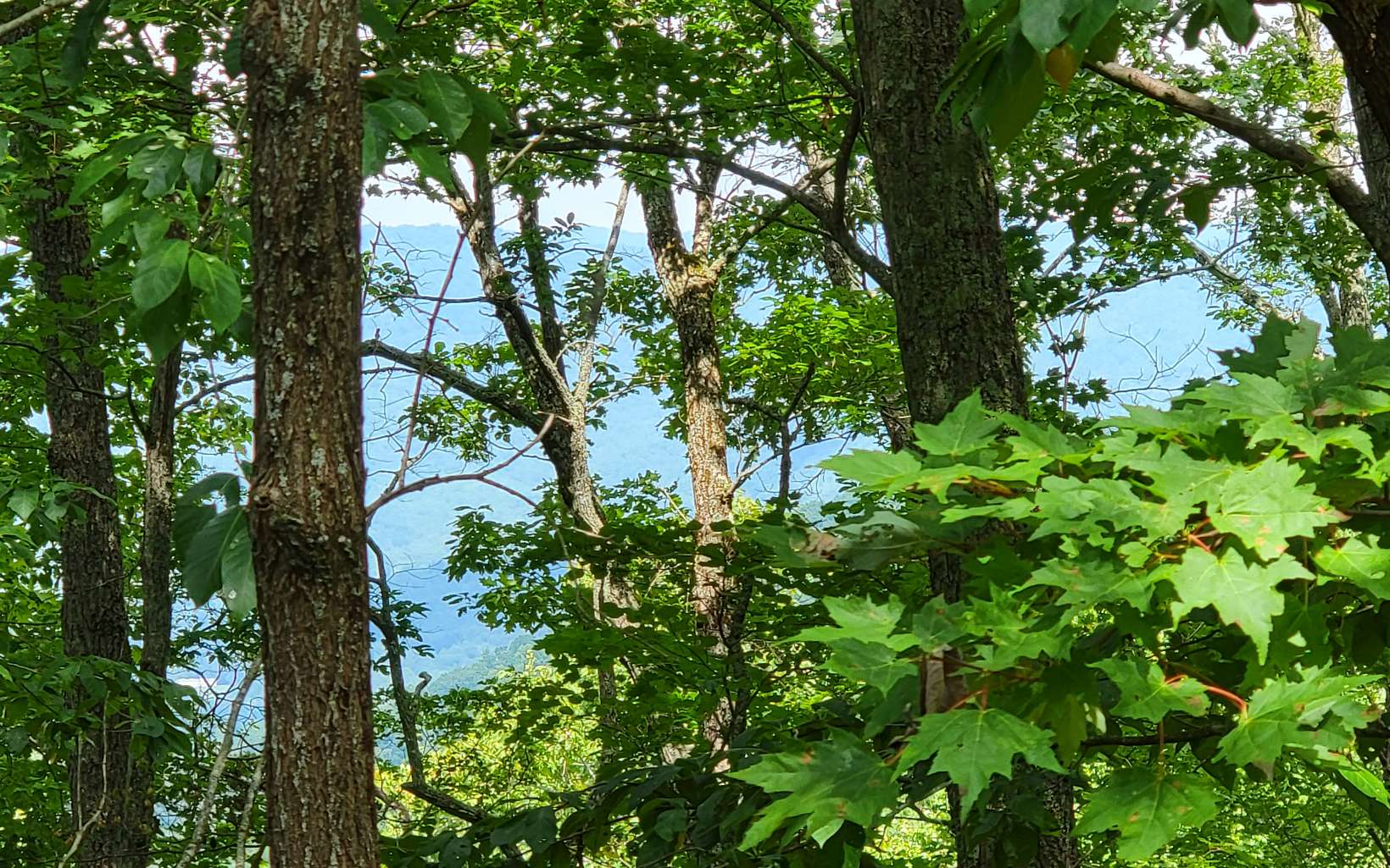 25 Oak Ridge Road Hayesville, NC 28904 - Photo 12 of 17 Additional View