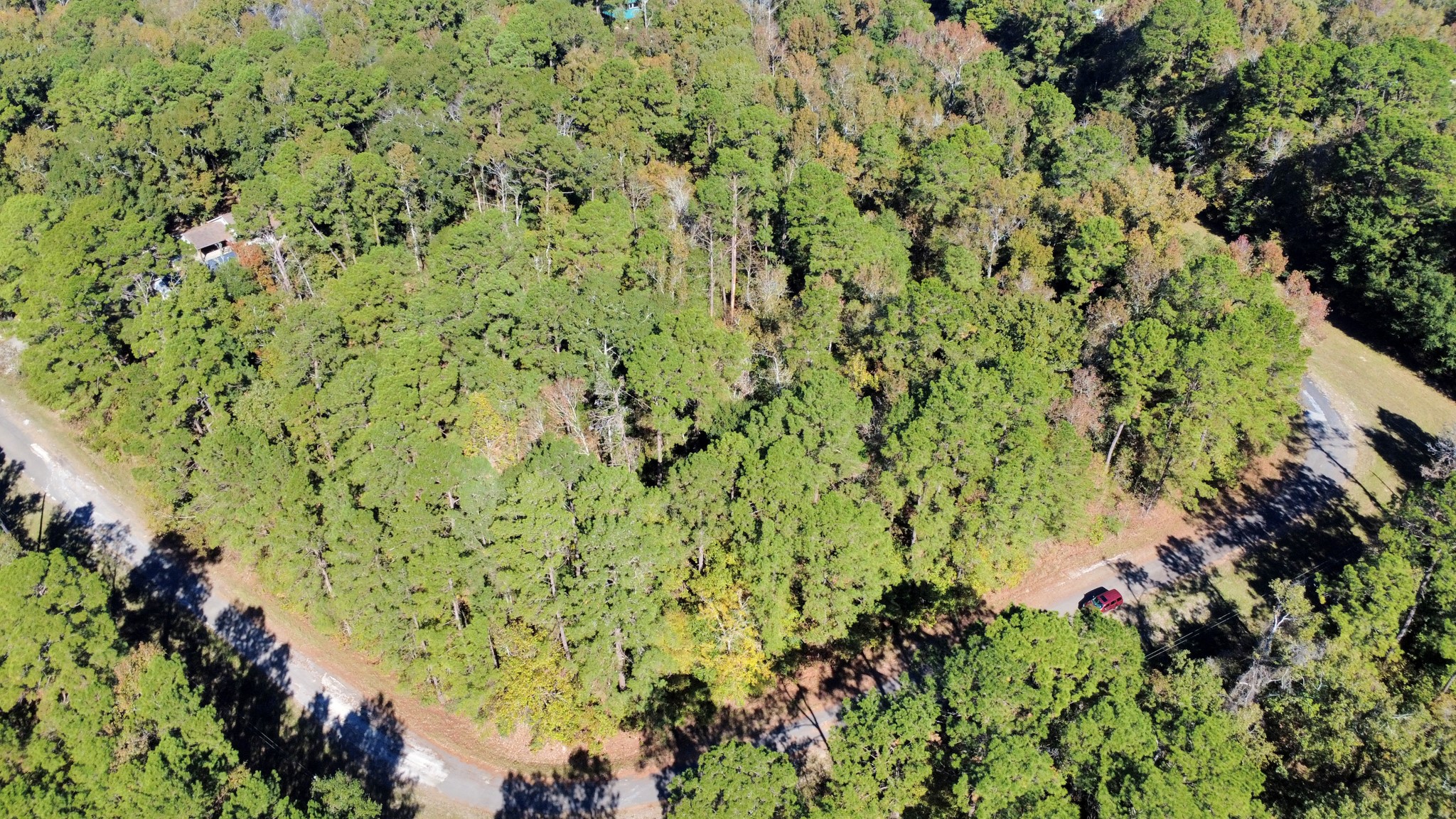 Tbd Deer Ridge Drive Livingston, TX 77351 - Photo 9 of 15 a view of a lush green forest with a tree