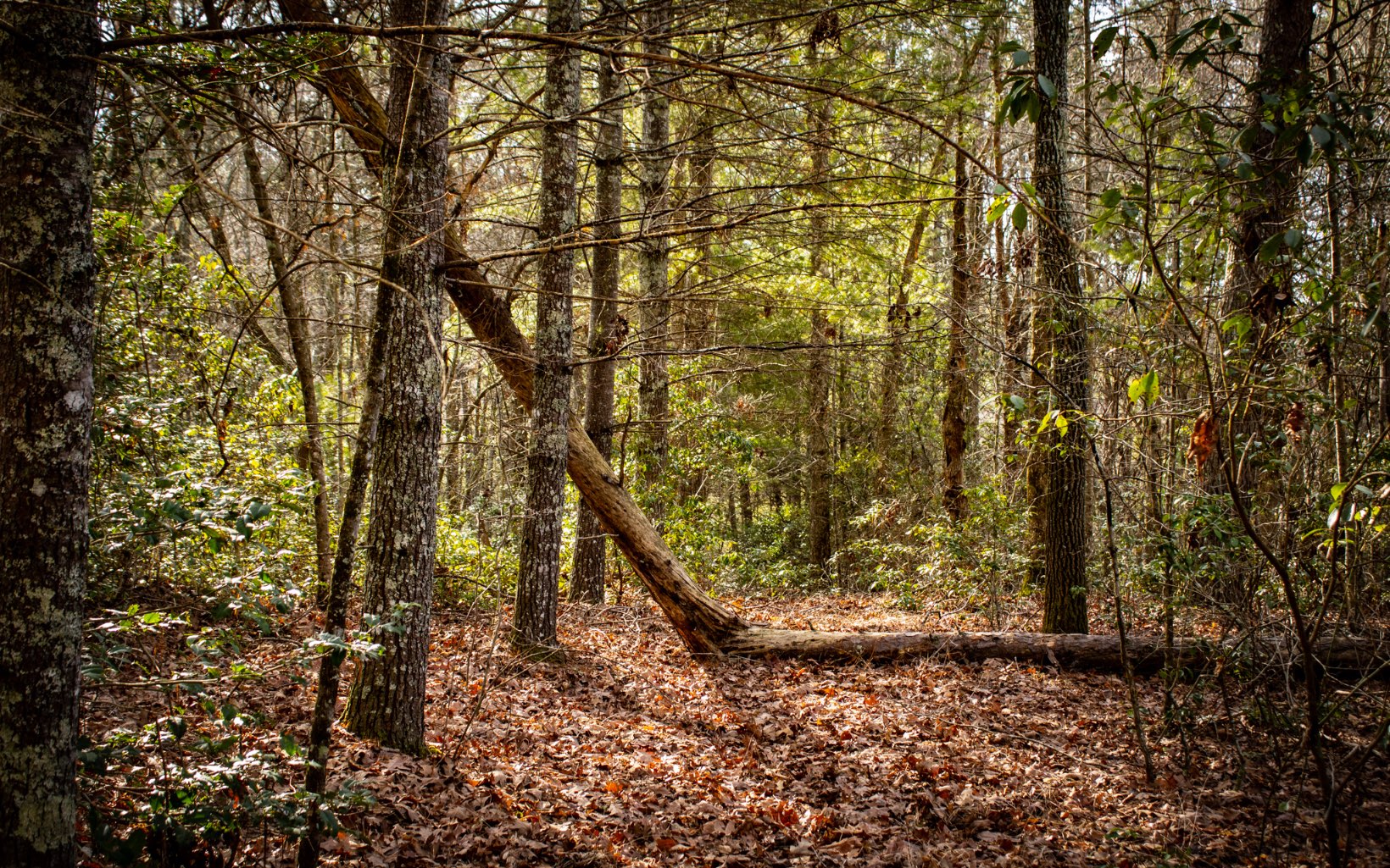 Burgertown Road Copperhill, TN 37317 - Photo 12 of 12 Additional View