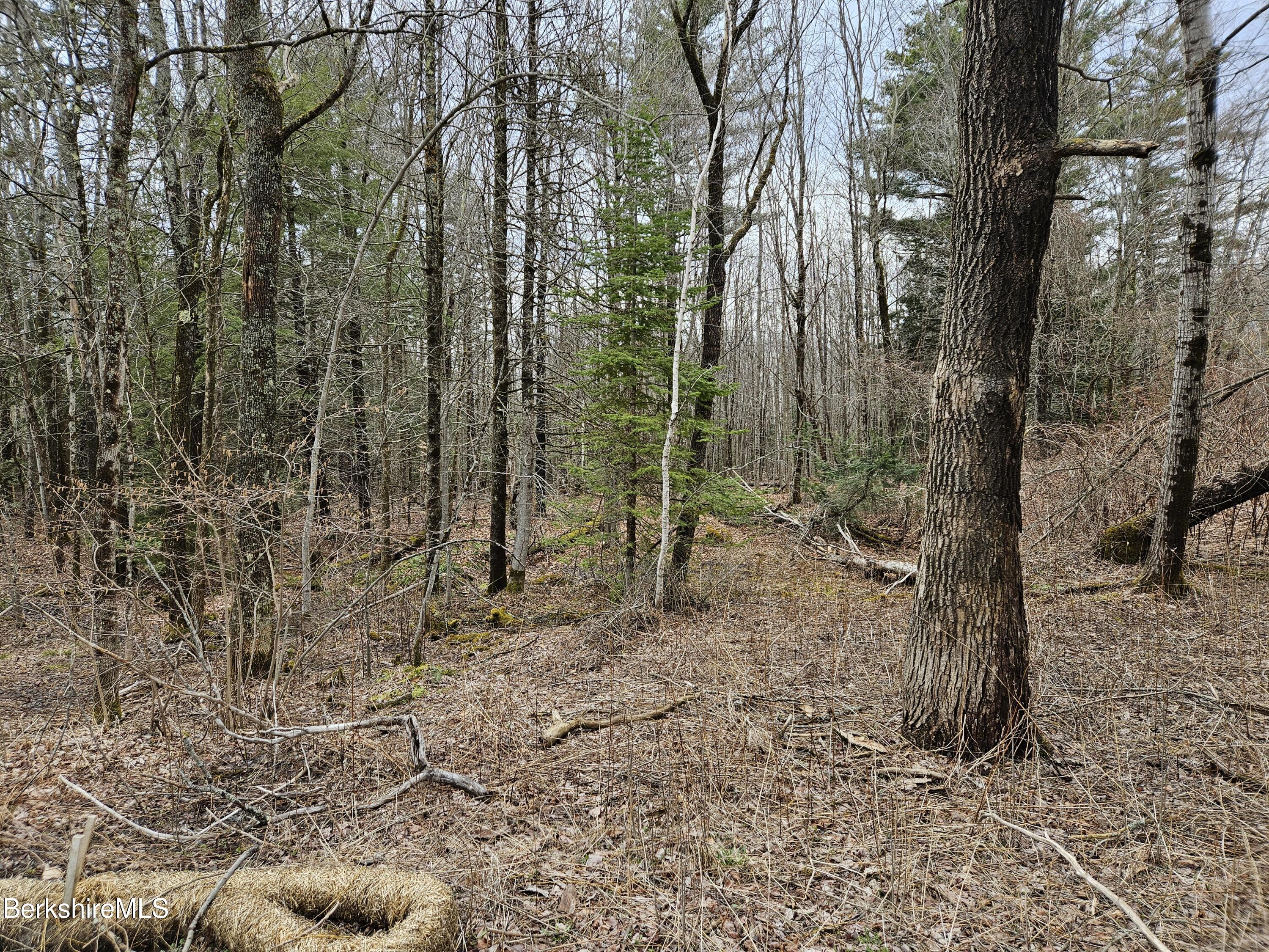 379 New Windsor Road Hinsdale, MA 01235 - Photo 11 of 12 a view of a forest with large trees