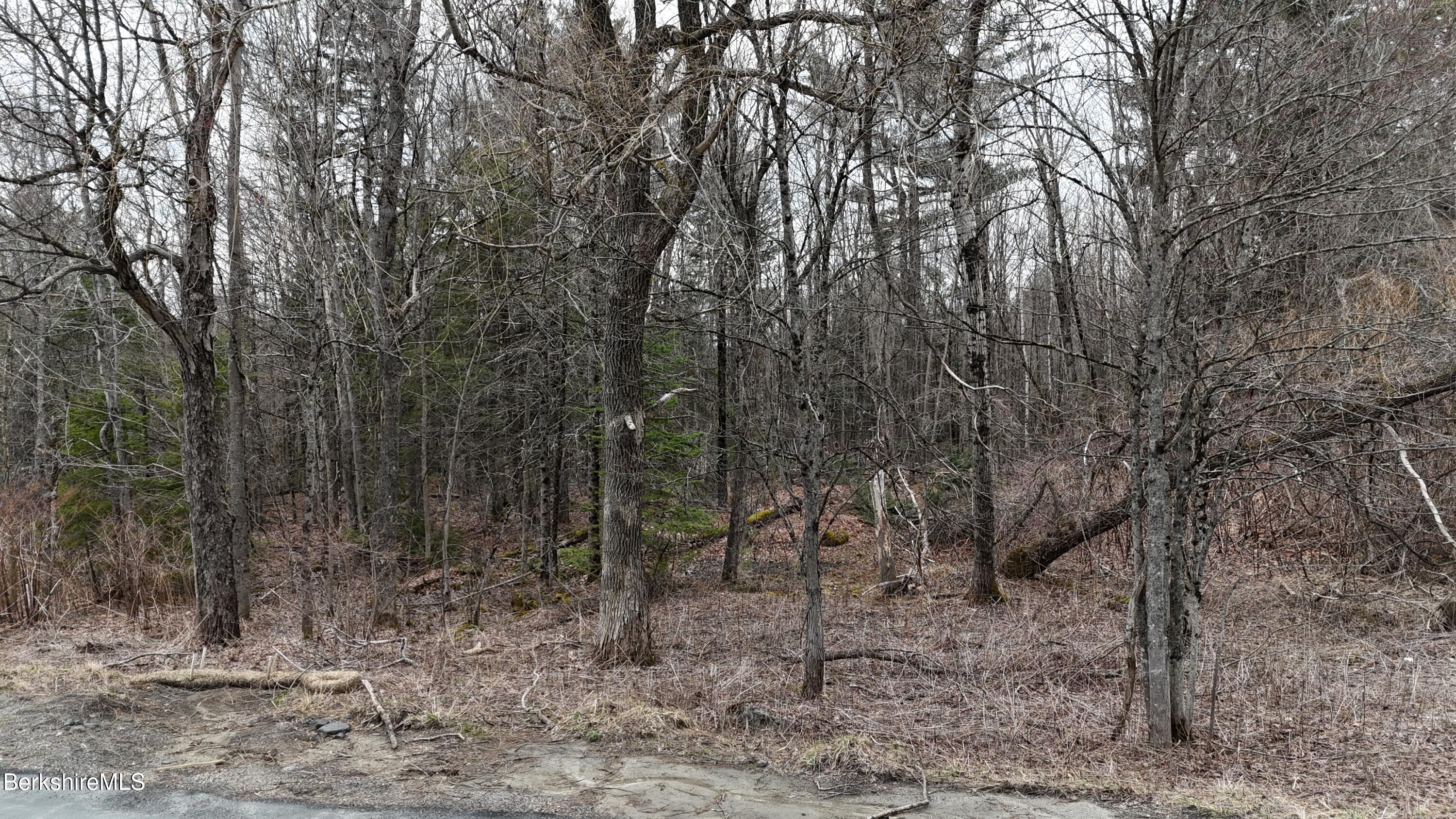 379 New Windsor Road Hinsdale, MA 01235 - Photo 10 of 12 a view of a forest with trees in the background