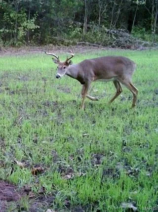 $249,900 | 1 Hollingshead Road, Leasburg, MO 65535