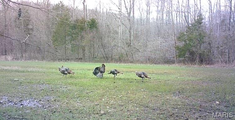 1 Hollingshead Road Leasburg, MO 65535 - Photo 6 of 6