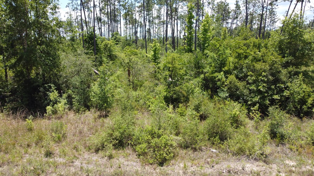 67 Shellcracker Lane Wewahitchka, FL 32465 - Photo 4 of 11