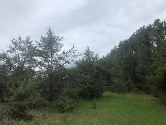 40-acres South Deer Lake Road Reed City, MI 49677 - Photo 2 of 14 IMG_6841