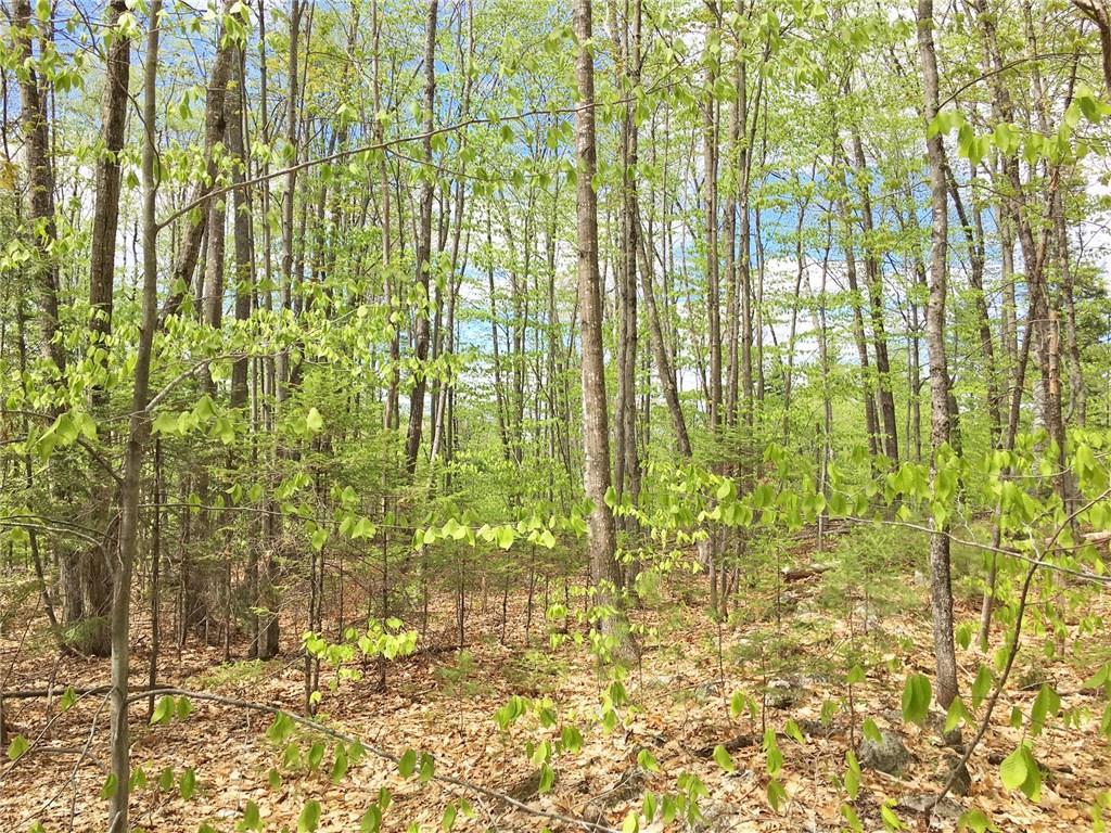 Lot 25 Grantwood Ridge Road Oakland, ME 04963 - Photo 4 of 6 View of Tree variety