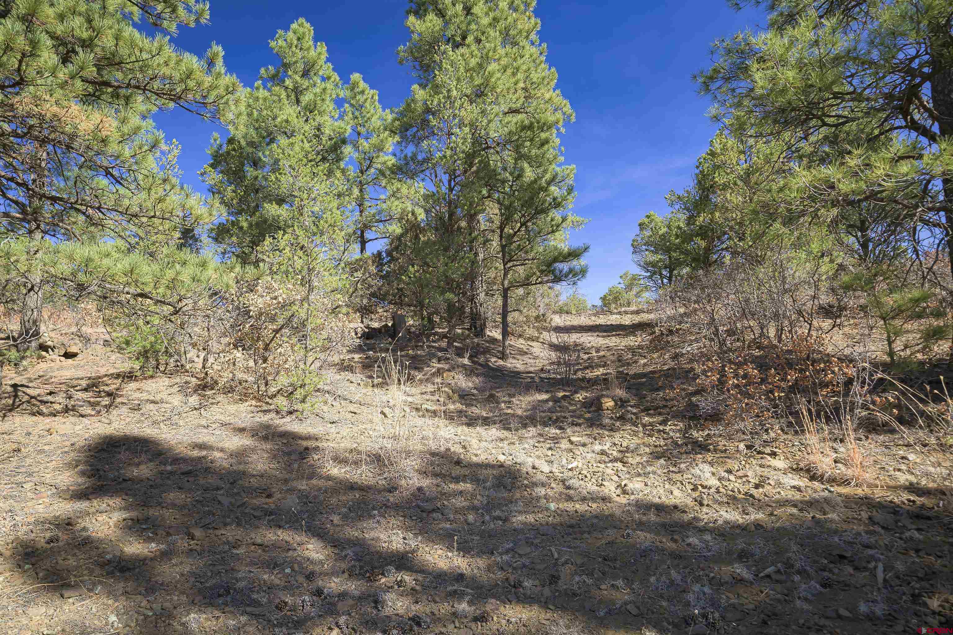 Tbd Tbd Rancho La Weston, CO 81091 - Photo 11 of 34 a view of a yard with plants and trees