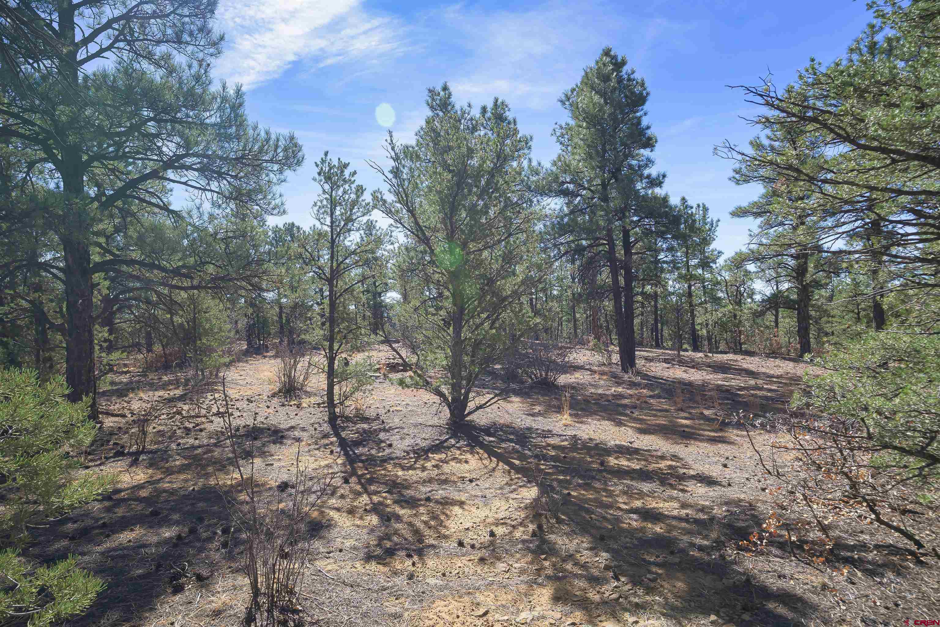 Tbd Tbd Rancho La Weston, CO 81091 - Photo 12 of 34 a view of a forest with trees in the background