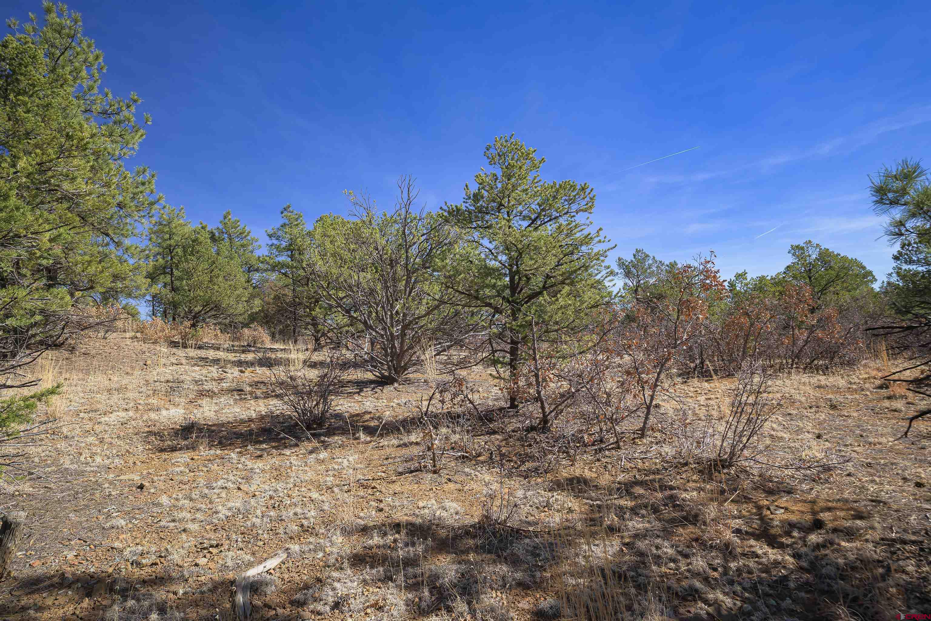 Tbd Tbd Rancho La Weston, CO 81091 - Photo 17 of 34 a view of a yard with a tree