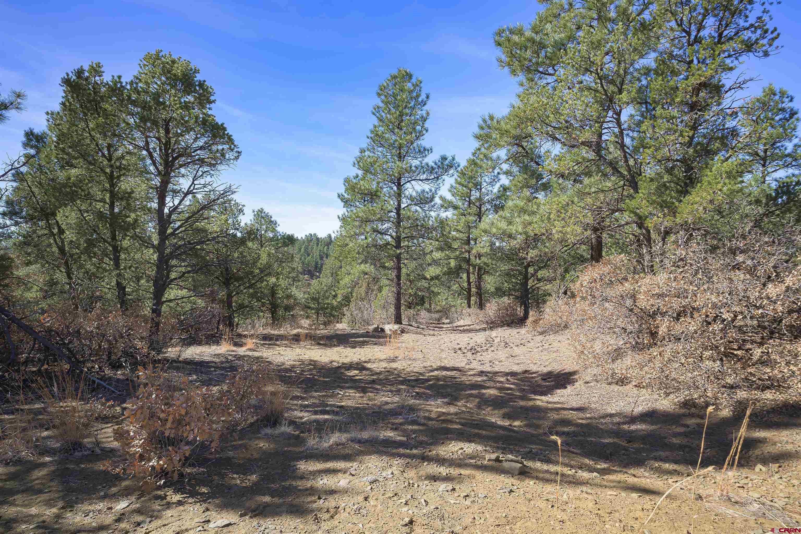 Tbd Tbd Rancho La Weston, CO 81091 - Photo 19 of 34 a view of a dirt road with trees in the background