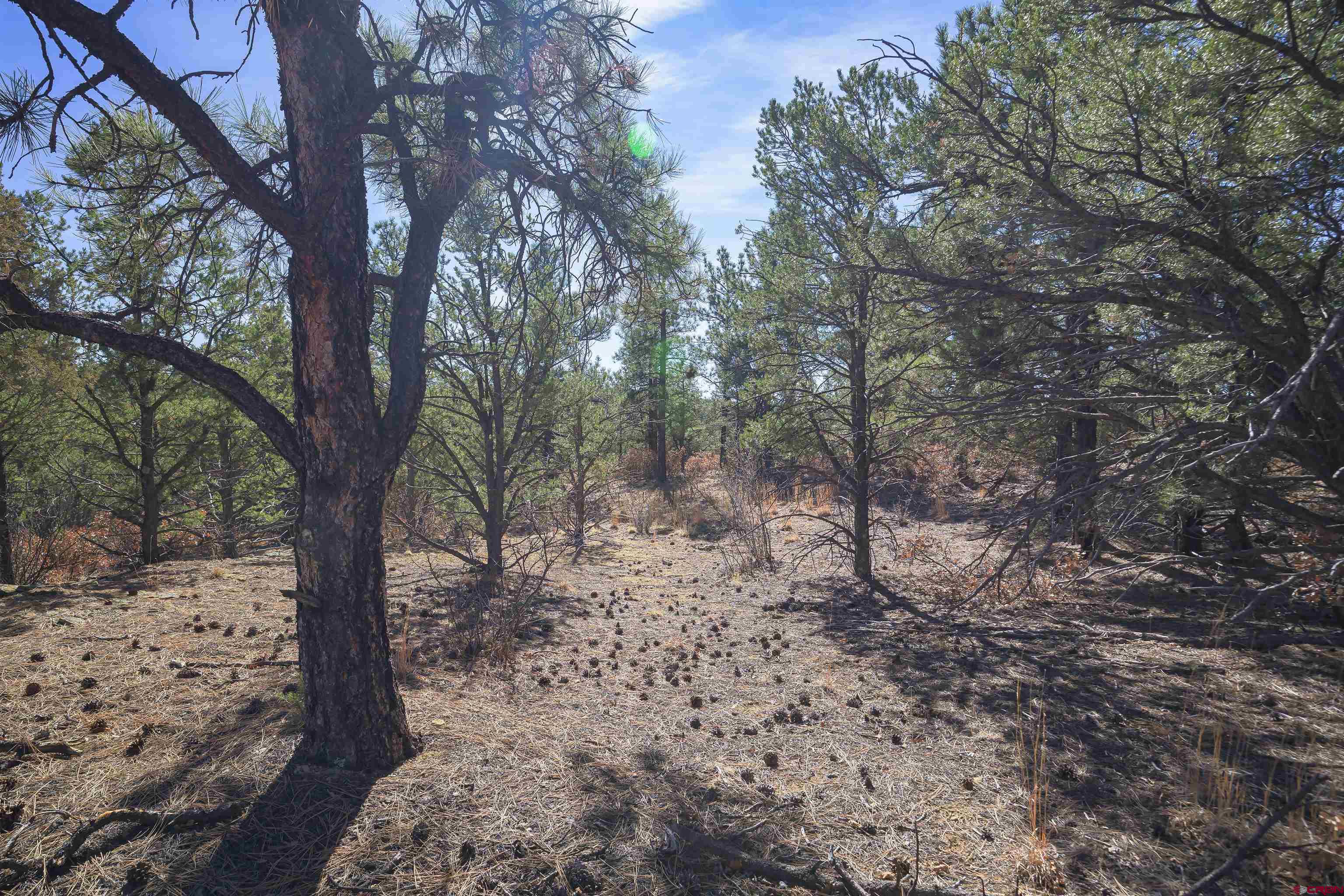 Tbd Tbd Rancho La Weston, CO 81091 - Photo 29 of 34 a view of a forest filled with trees