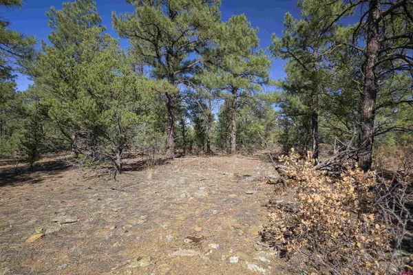 a view of a forest with trees in the background