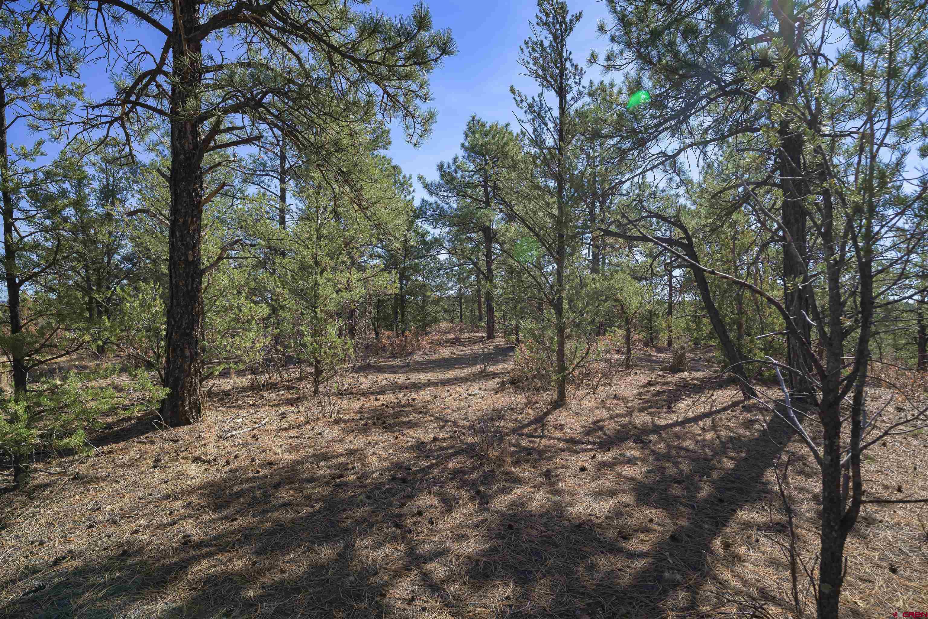 Tbd Tbd Rancho La Weston, CO 81091 - Photo 31 of 34 a view of a forest with trees