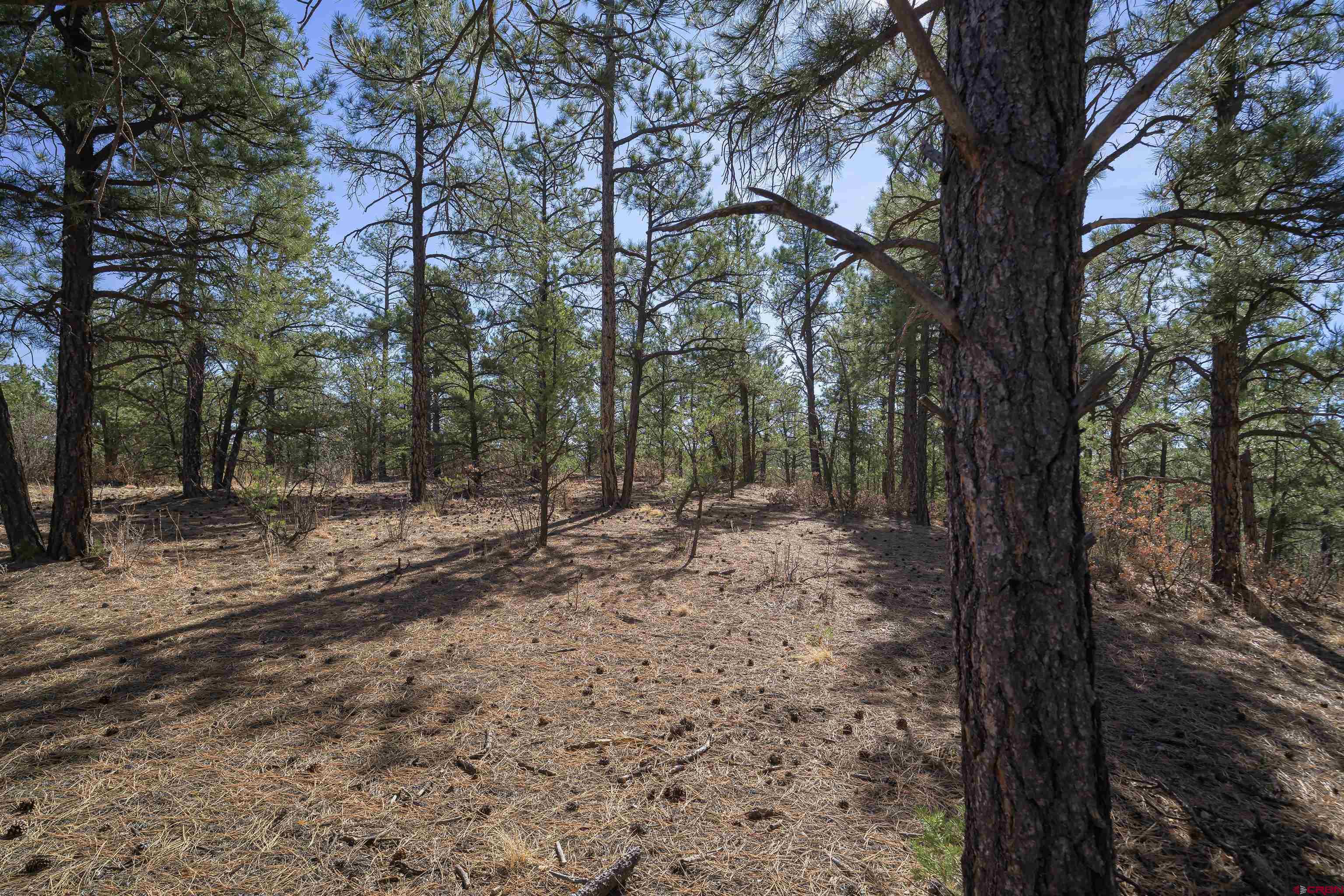 Tbd Tbd Rancho La Weston, CO 81091 - Photo 4 of 34 a view of a forest with trees in the background