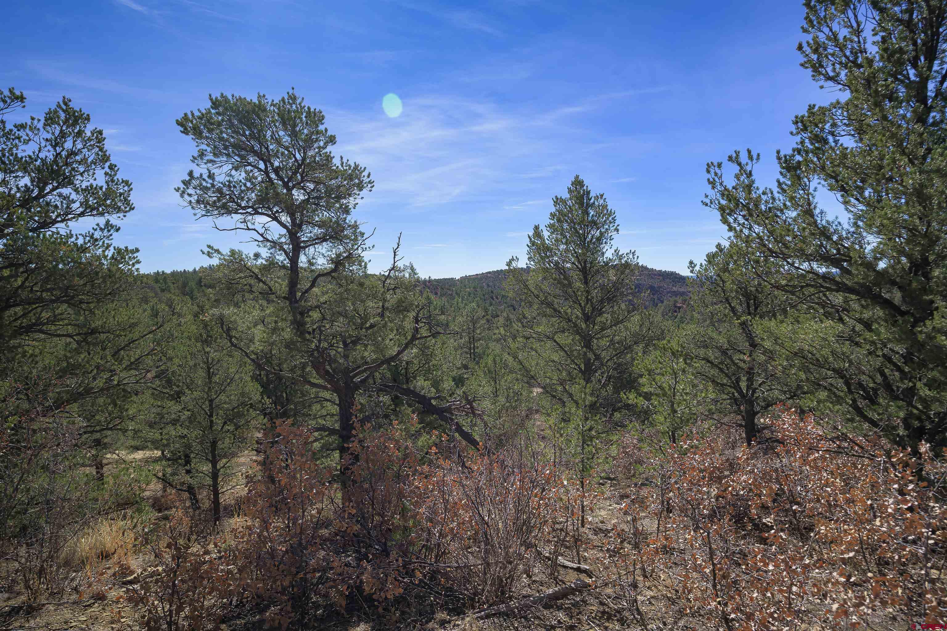 Tbd Tbd Rancho La Weston, CO 81091 - Photo 5 of 34 a view of a forest with a tree in the background