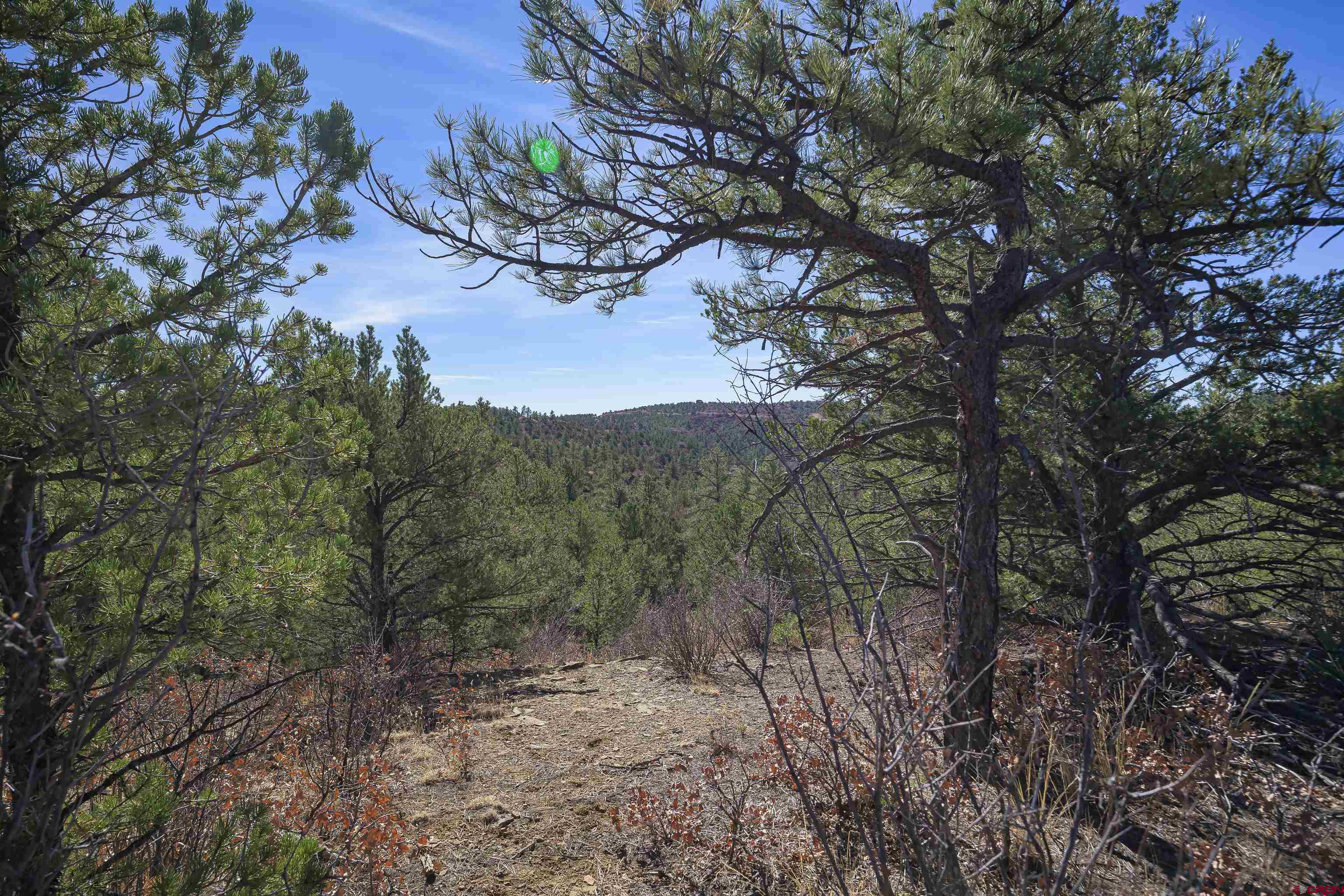 Tbd Tbd Rancho La Weston, CO 81091 - Photo 6 of 34 a view of a forest with a tree