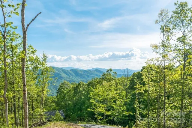 a view of a bunch of trees and bushes