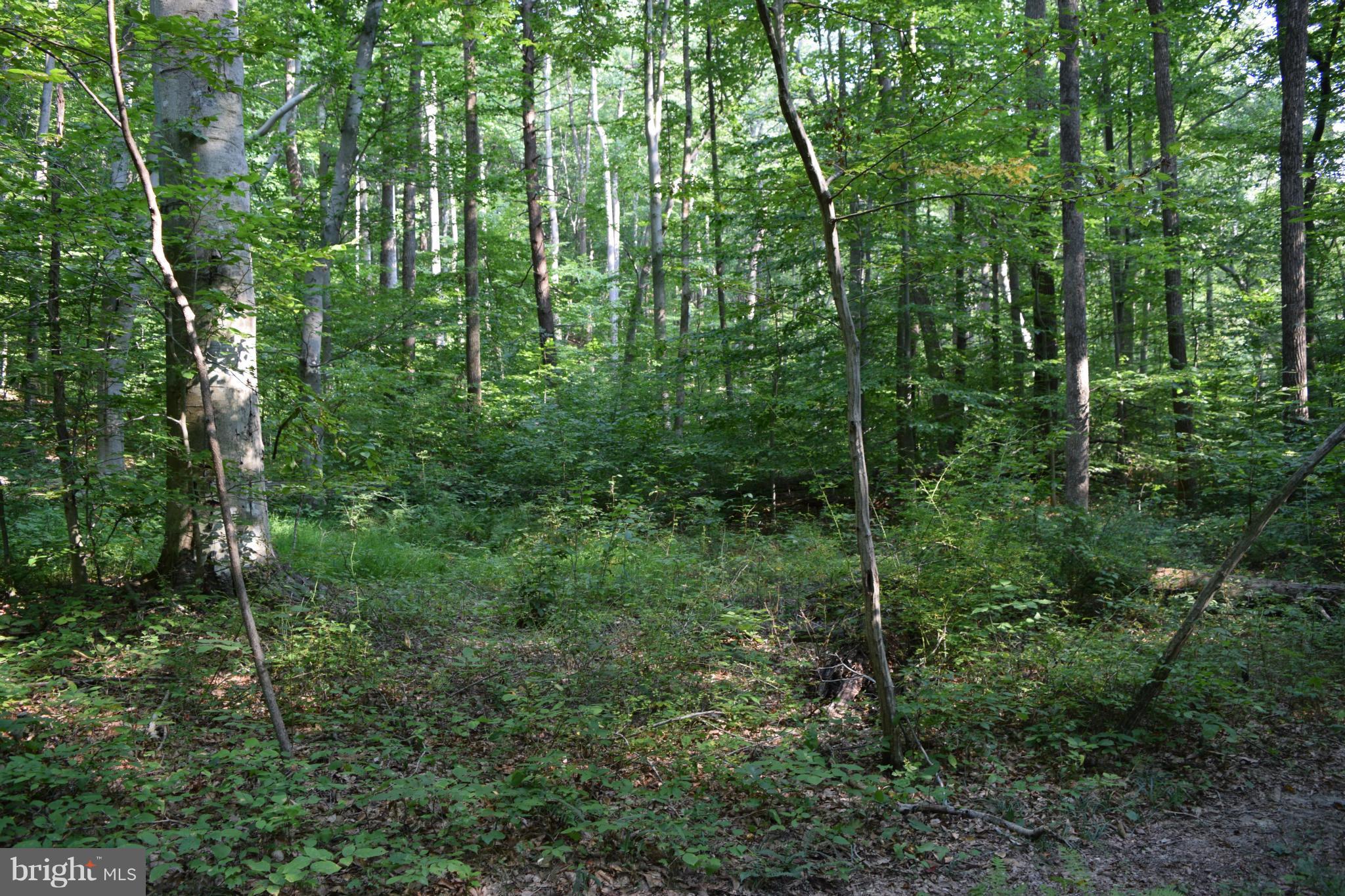 Cabin Road Aberdeen, MD 21001 - Photo 11 of 15 Wooded Lot