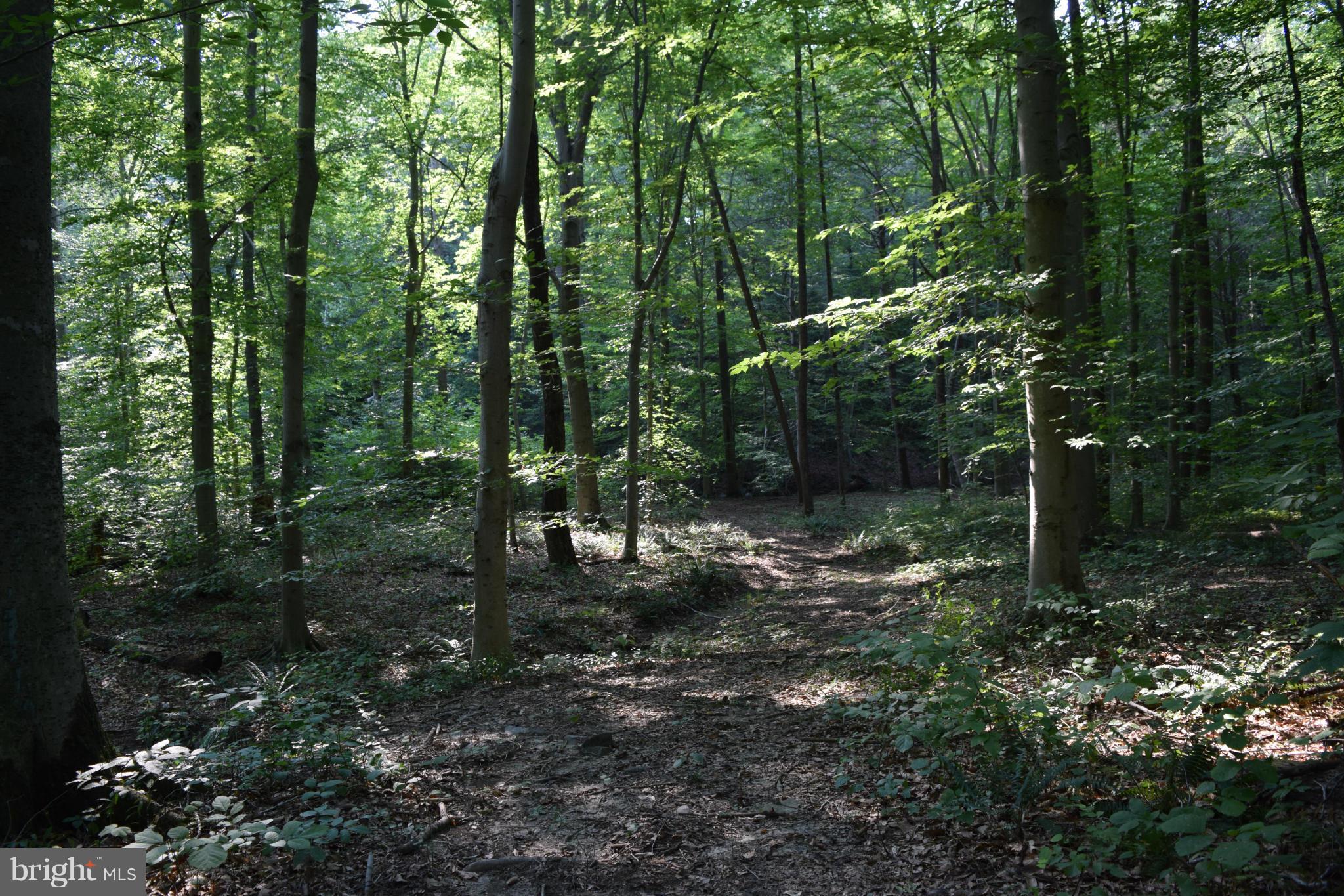 Cabin Road Aberdeen, MD 21001 - Photo 12 of 15 Wooded Lot