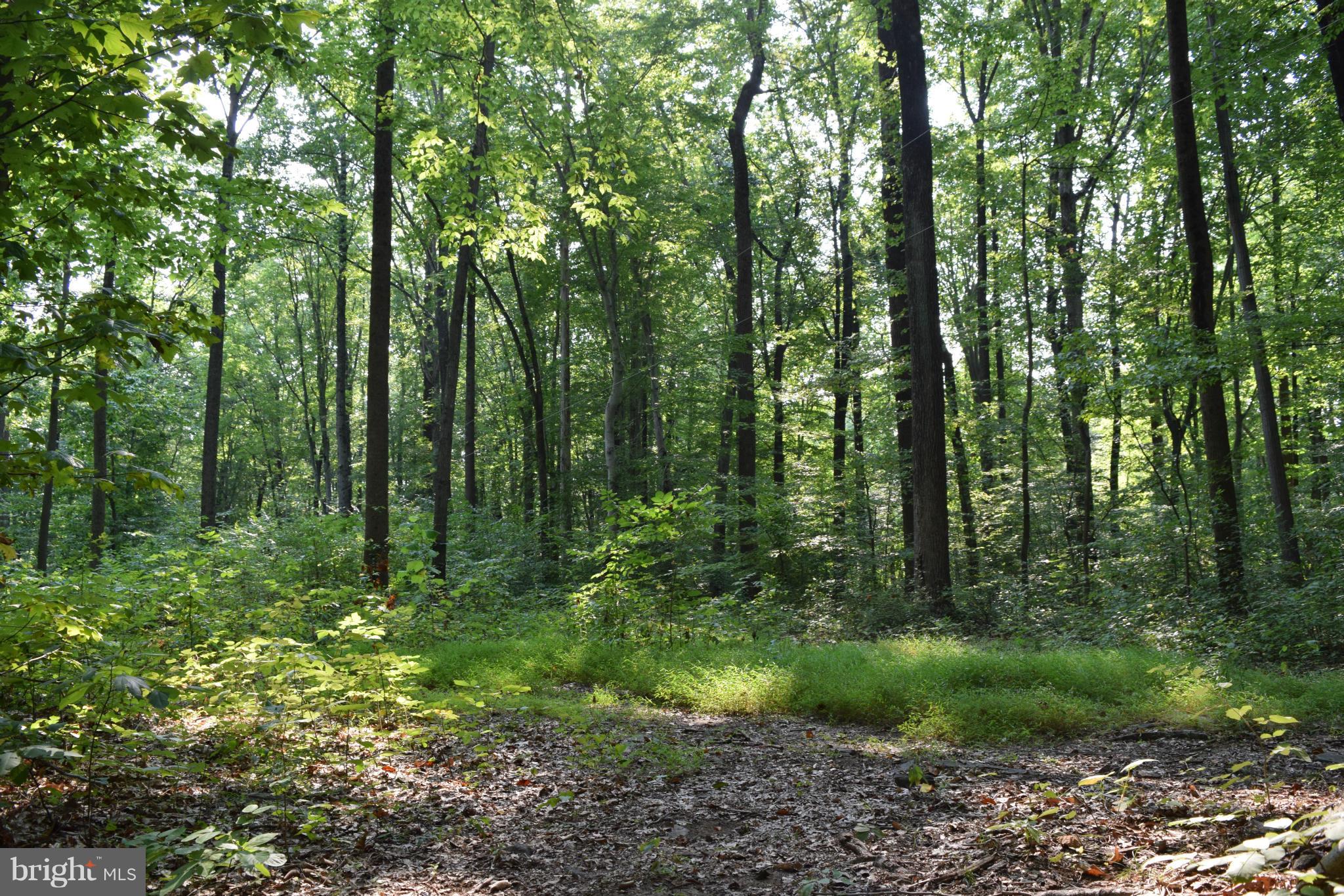 Cabin Road Aberdeen, MD 21001 - Photo 6 of 15 Wooded Lot