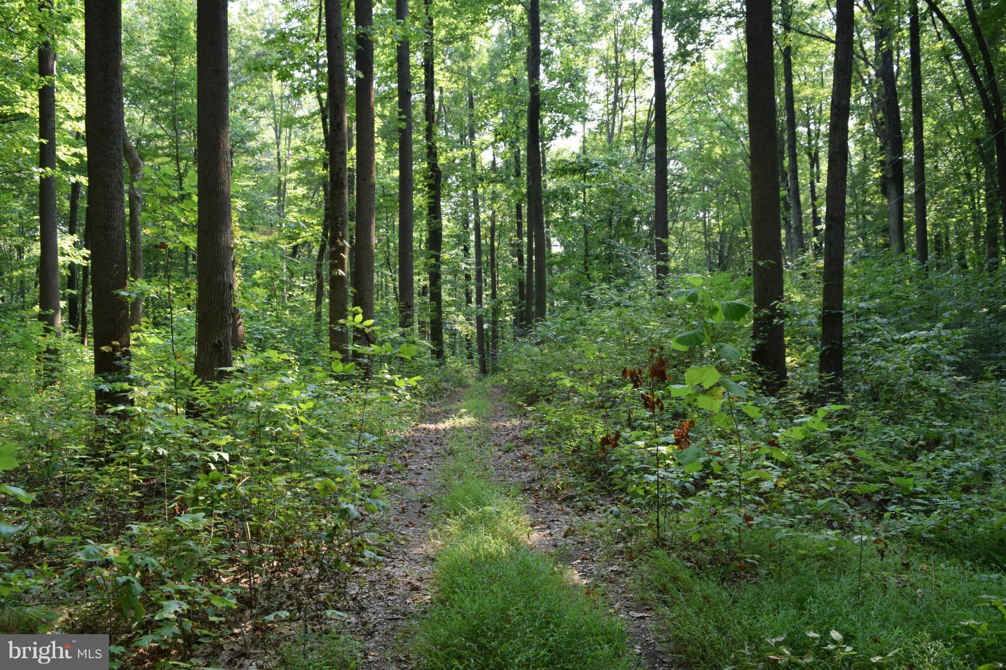 Cabin Road Aberdeen, MD 21001 - Photo 7 of 15 Wooded Lot