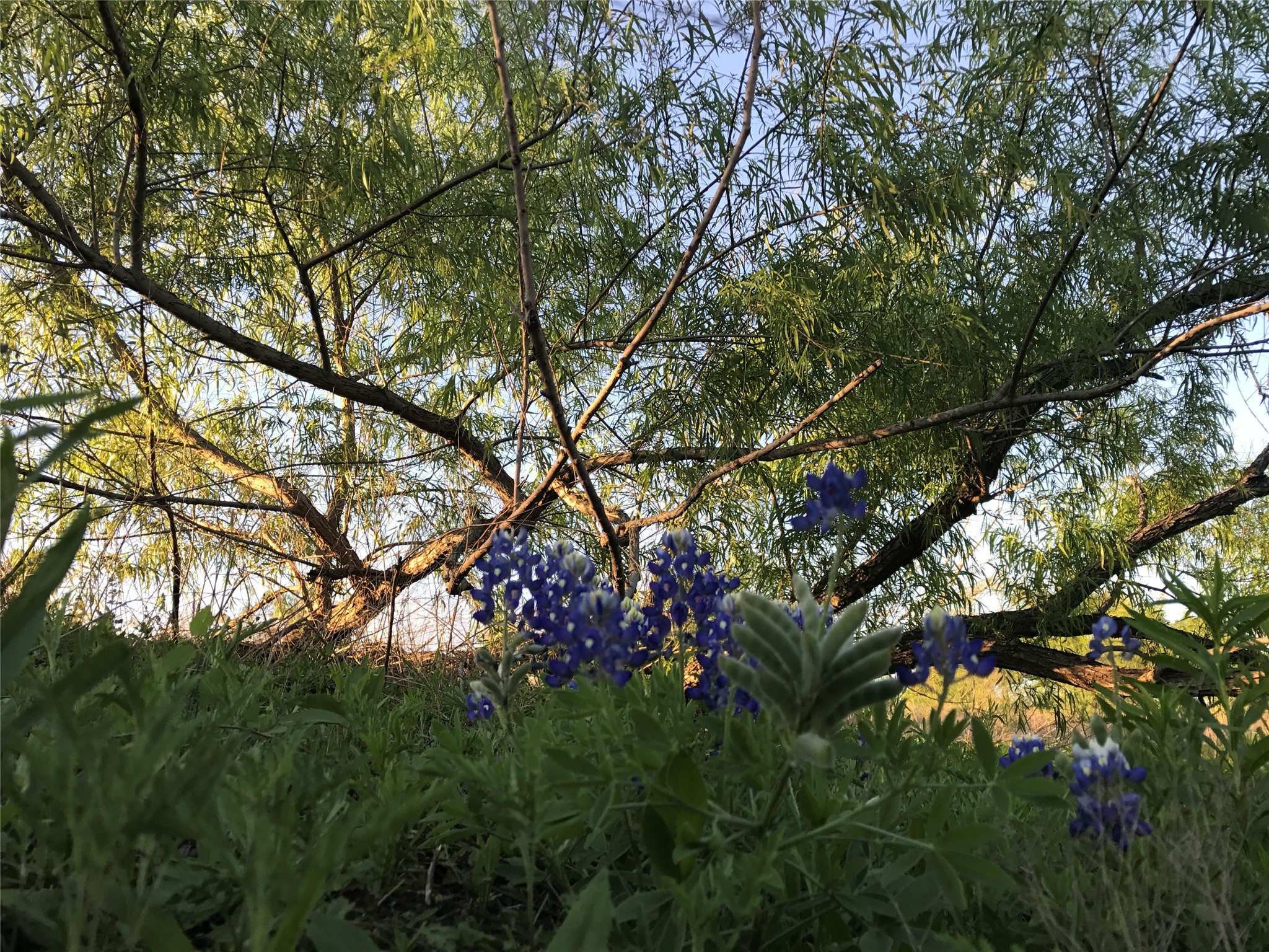 15501 Goforth Road Kyle, TX 78640 - Photo 11 of 20 mesquite tree and blue bonnets
