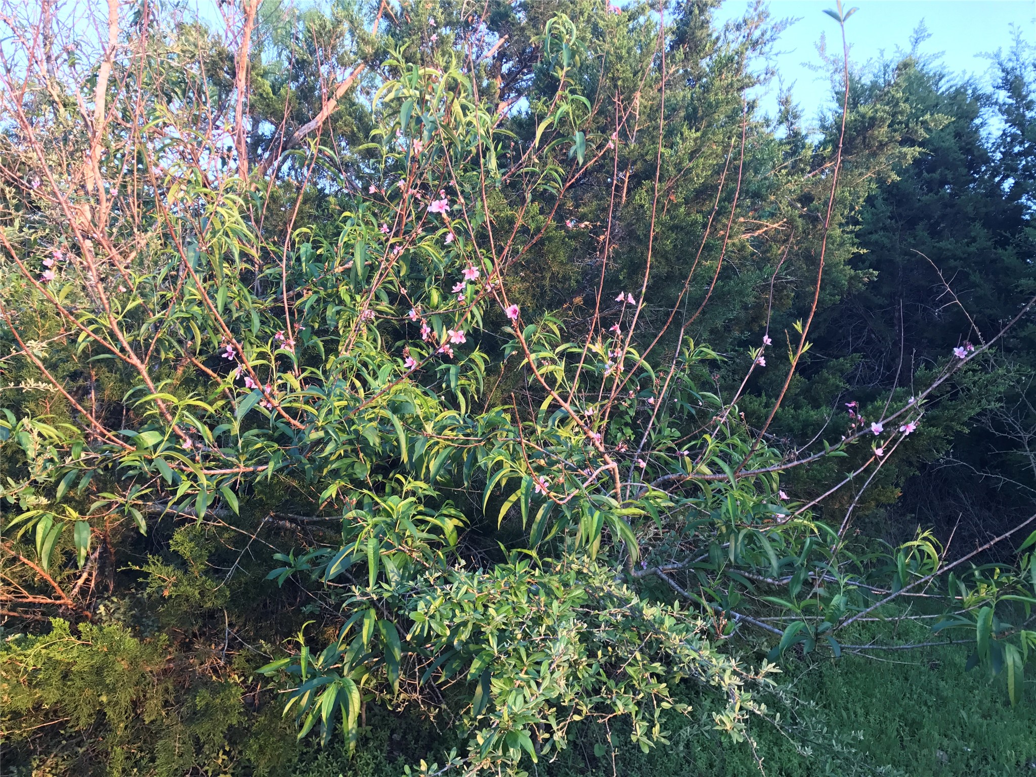 15501 Goforth Road Kyle, TX 78640 - Photo 12 of 20 Wild Peach Tree