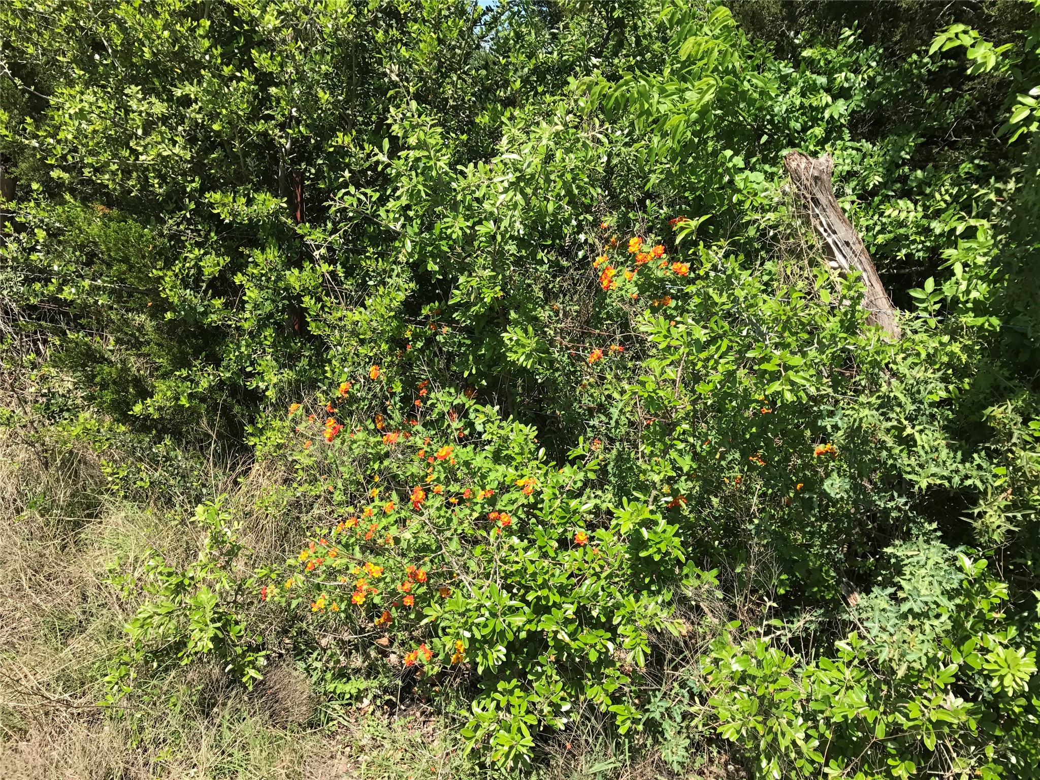 15501 Goforth Road Kyle, TX 78640 - Photo 14 of 20 Flame Acanthus Attracts hummingbirds ??