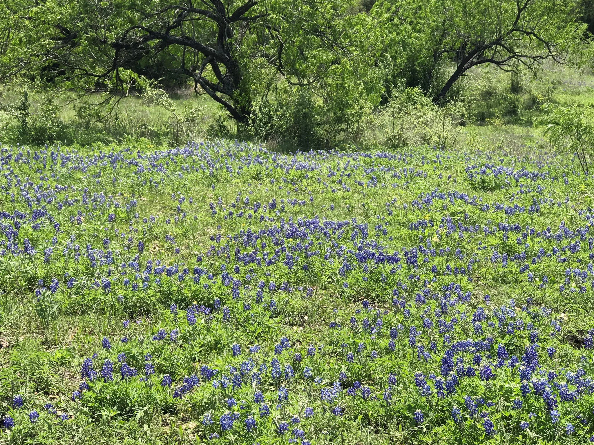 15501 Goforth Road Kyle, TX 78640 - Photo 4 of 20 Texas Bluebonnets