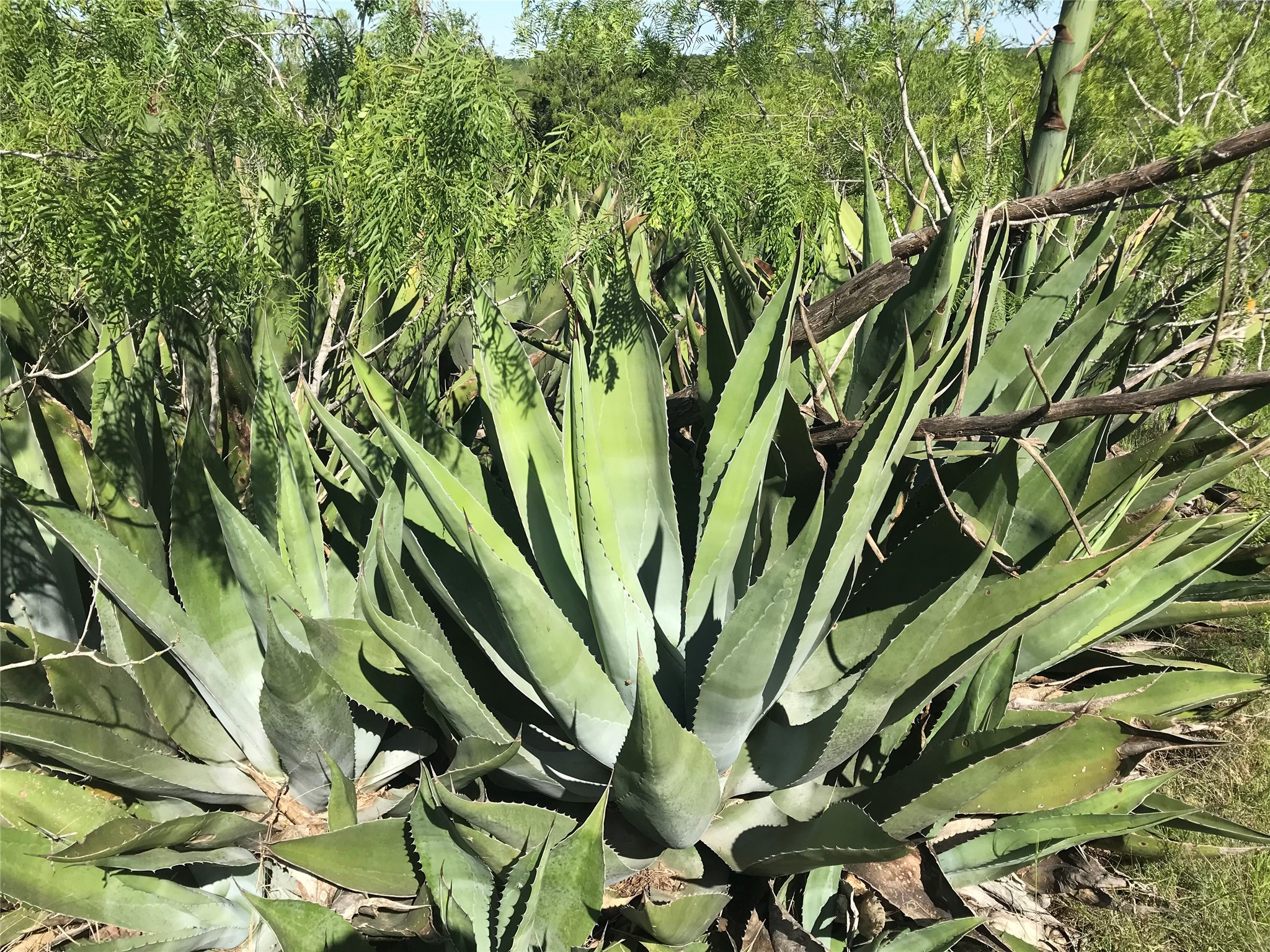 15501 Goforth Road Kyle, TX 78640 - Photo 5 of 20 Century Plants