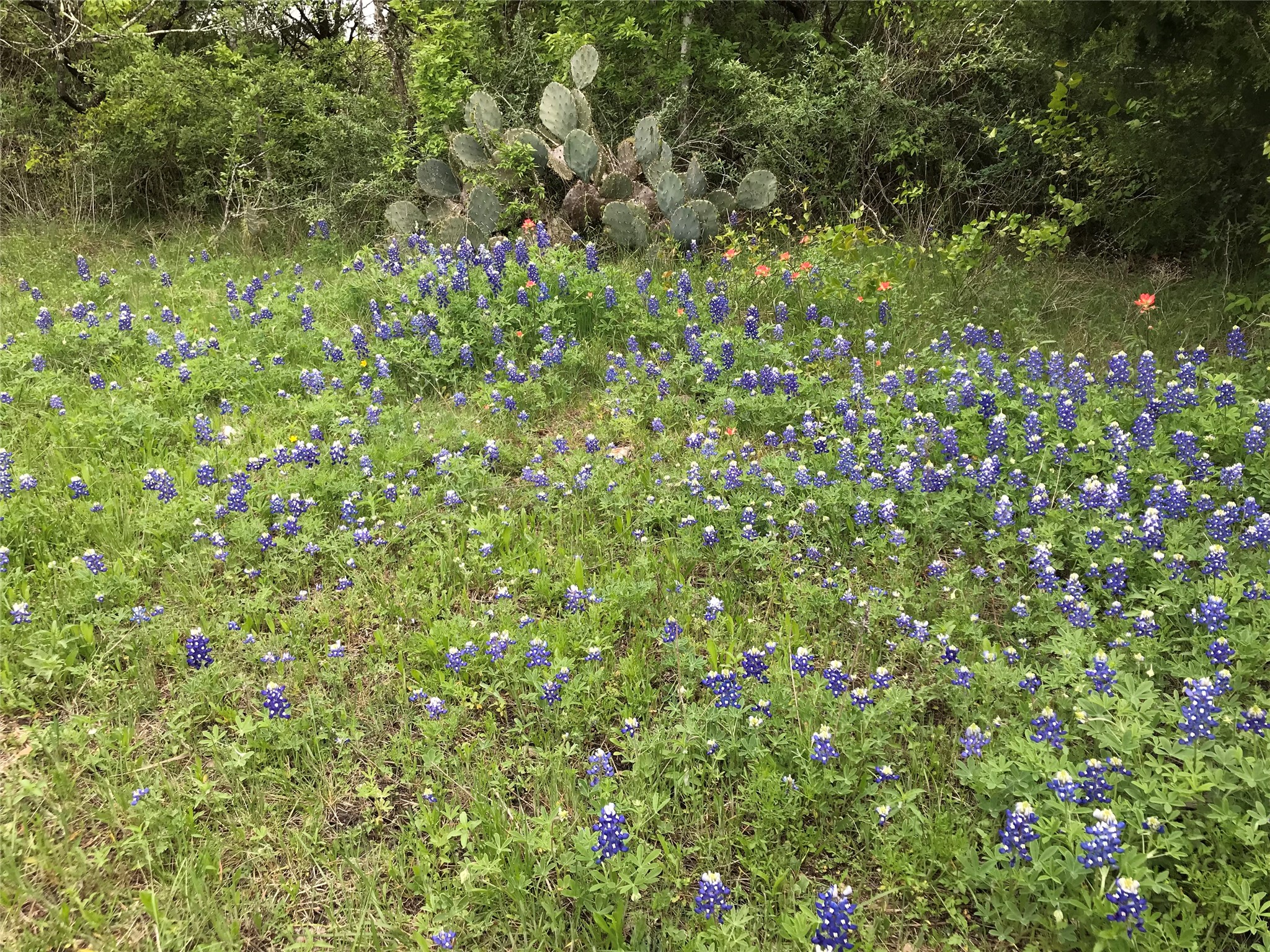 15501 Goforth Road Kyle, TX 78640 - Photo 7 of 20 Texas Bluebonnets