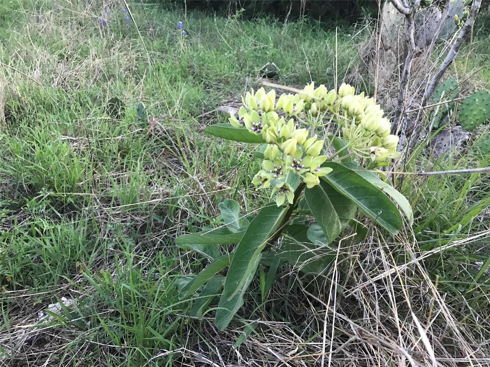 15501 Goforth Road Kyle, TX 78640 - Photo 8 of 20 Green Milkweed Host plant for monarch butterflies