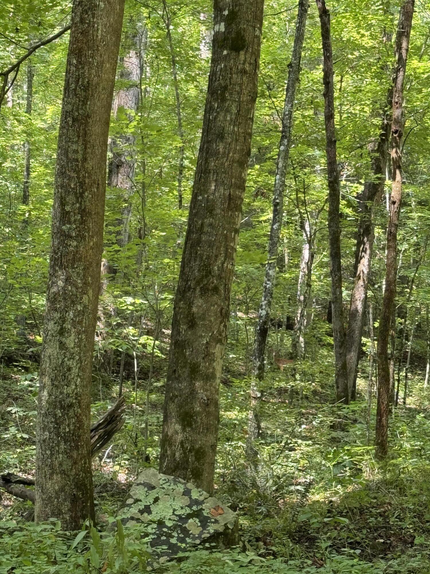 999 Trace Branch Road Livingston, KY 40445 - Photo 5 of 14 IMG_3457