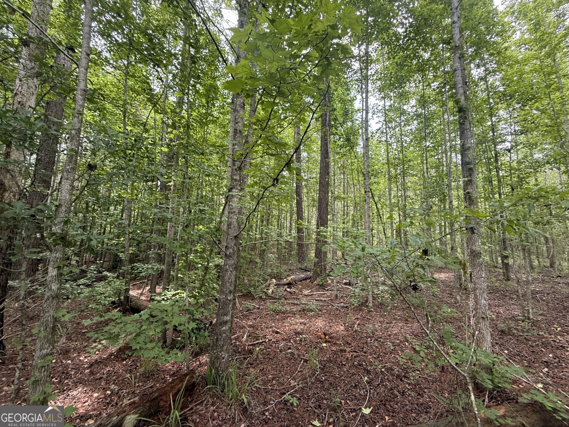 50 Harvest Road Coleman, GA 39836 - Photo 11 of 37 a view of a forest with trees and tree