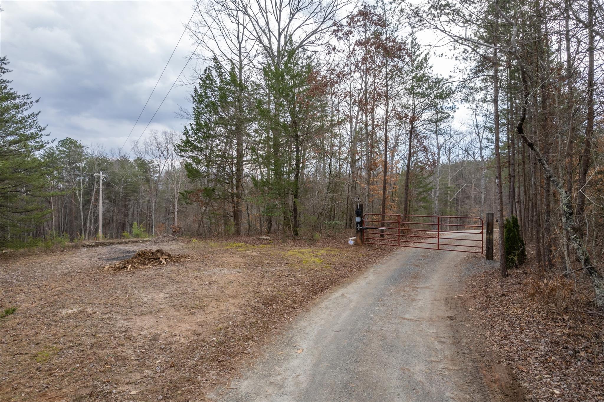 a view of a forest with trees in the background