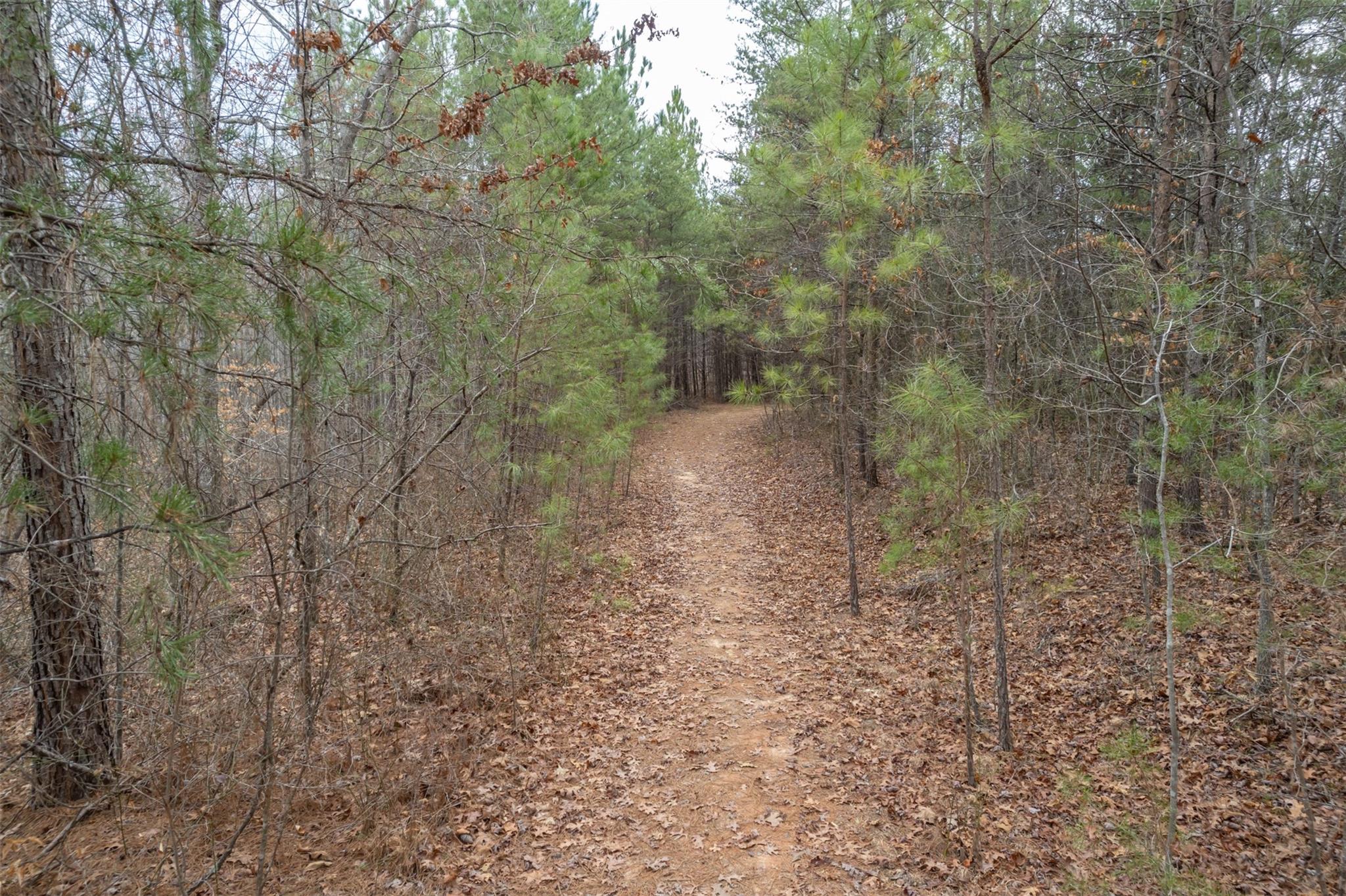 200 Clark Road Rutherfordton, NC 28139 - Photo 11 of 33 a view of a forest with trees in the background