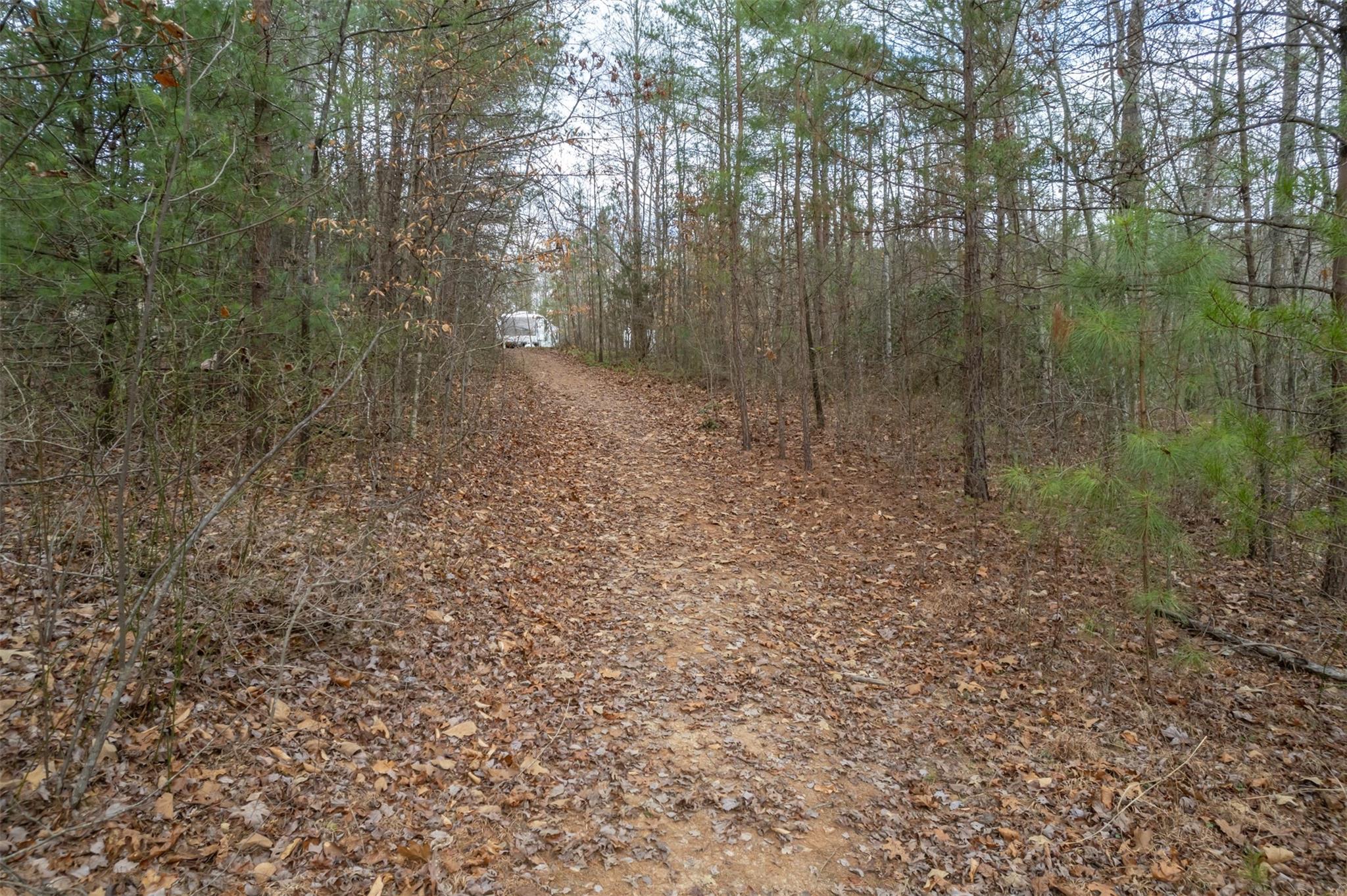 200 Clark Road Rutherfordton, NC 28139 - Photo 12 of 33 a view of a forest with a tree
